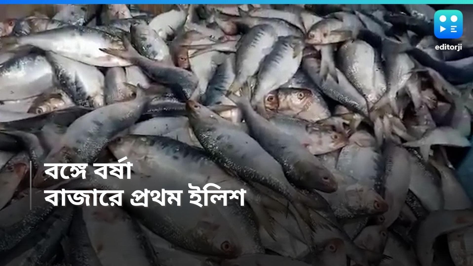 Hilsa Fish : মরসুমের প্রথম ইলিশ ঢুকল ডায়মন্ড হারবারের বাজারে, কত টাকা কেজি জানেন? 