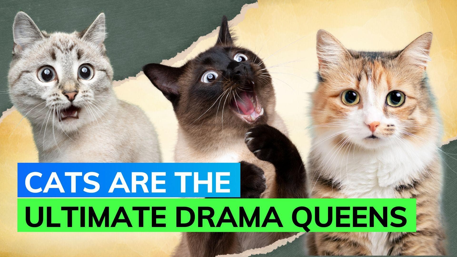 New study suggests cats exhibit nearly 300 unique facial expressions