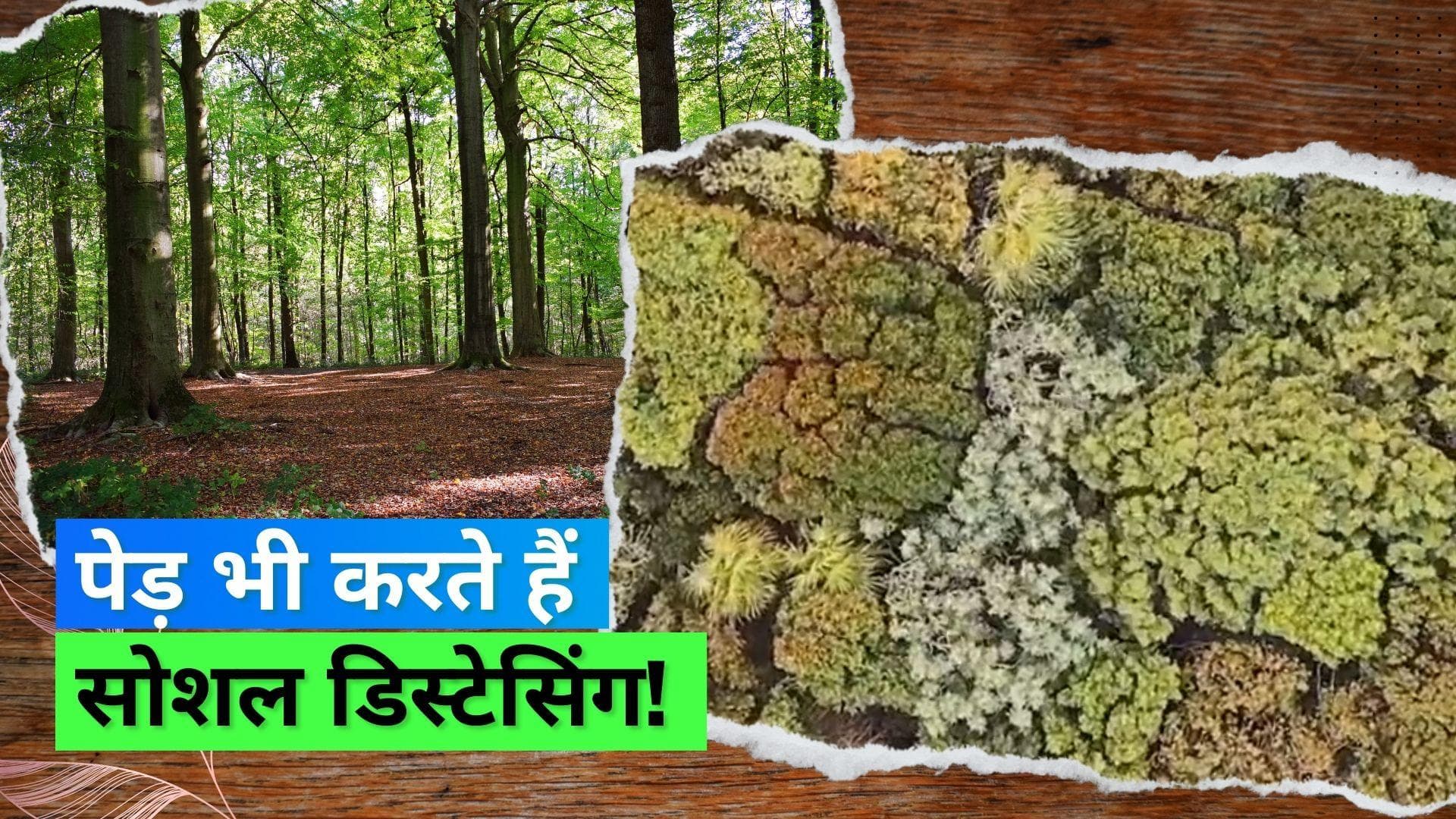 Tree Social Distancing: पेड़ भी फॉलो करते हैं सोशल डिस्टेसिंग! यकीन ना हो तो देखिये ये वीडियो