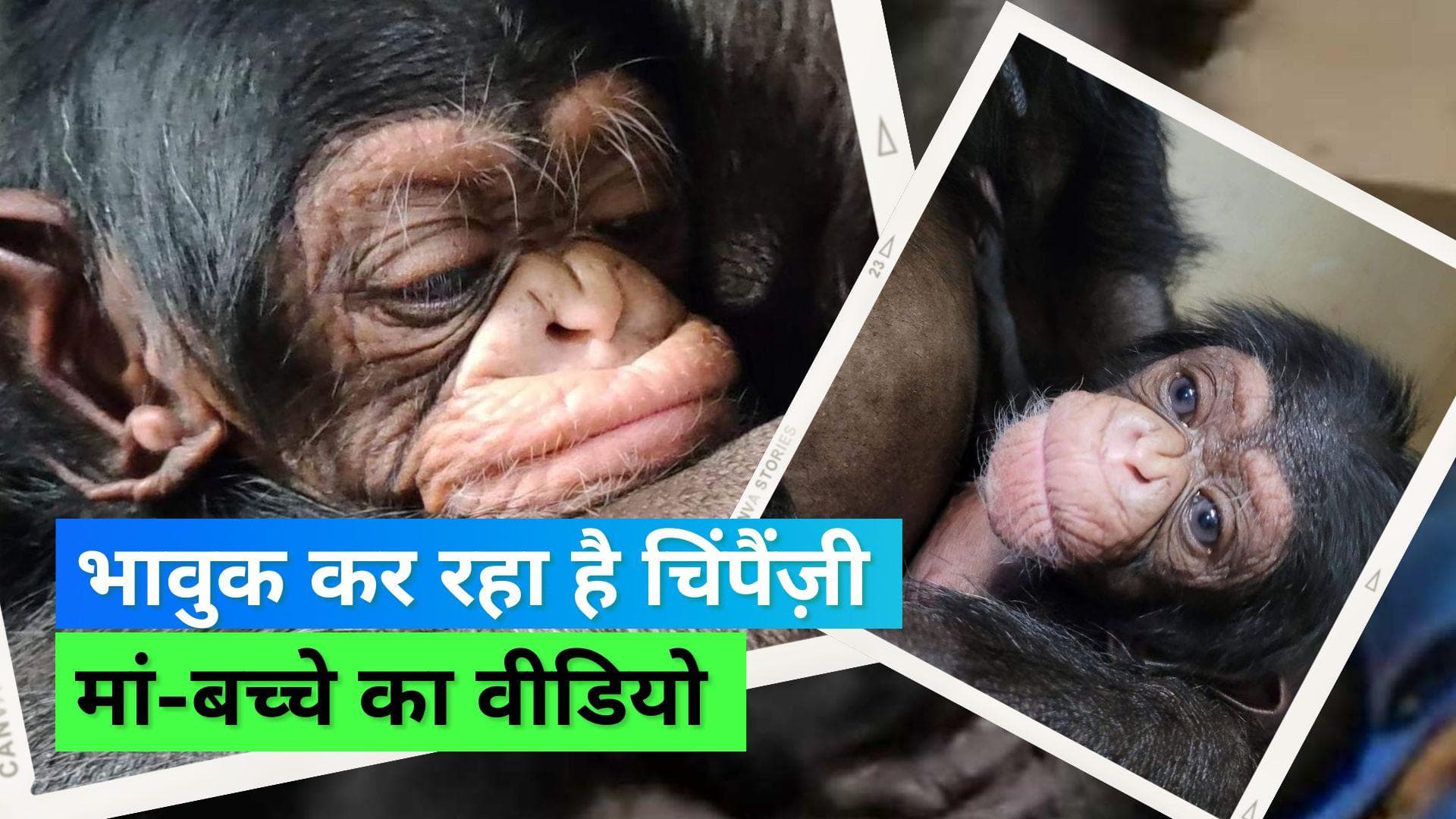 Chimpanzee Video: जन्म के दो दिन बाद अपने बच्चे से मिली चिंपैज़ी मां, भावुक होकर बेबी को गोद में उठाया