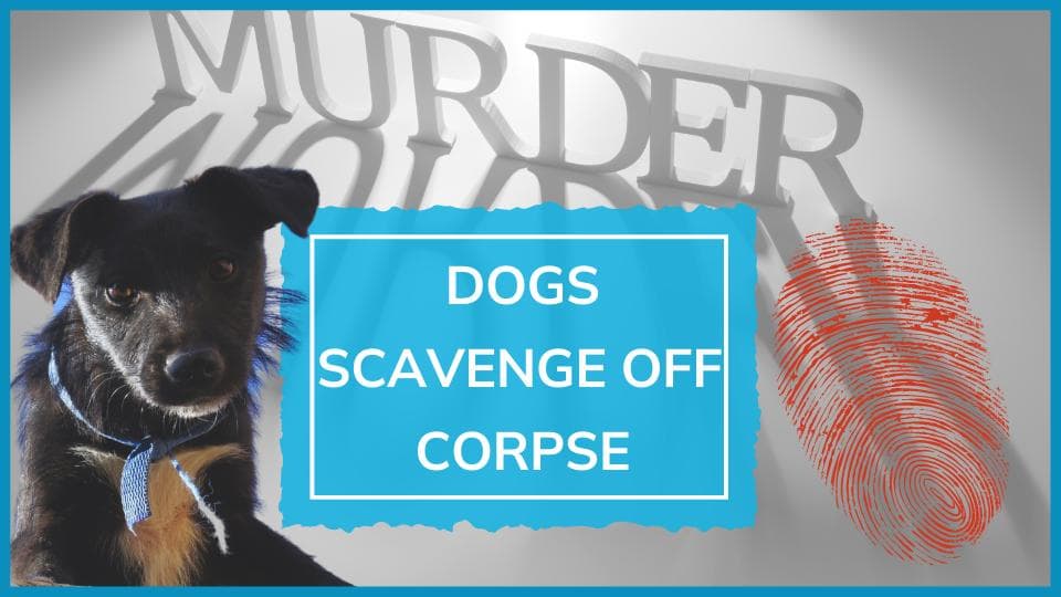 Pack of dogs found feeding off corpse of woman missing for 6 days in Ludhiana