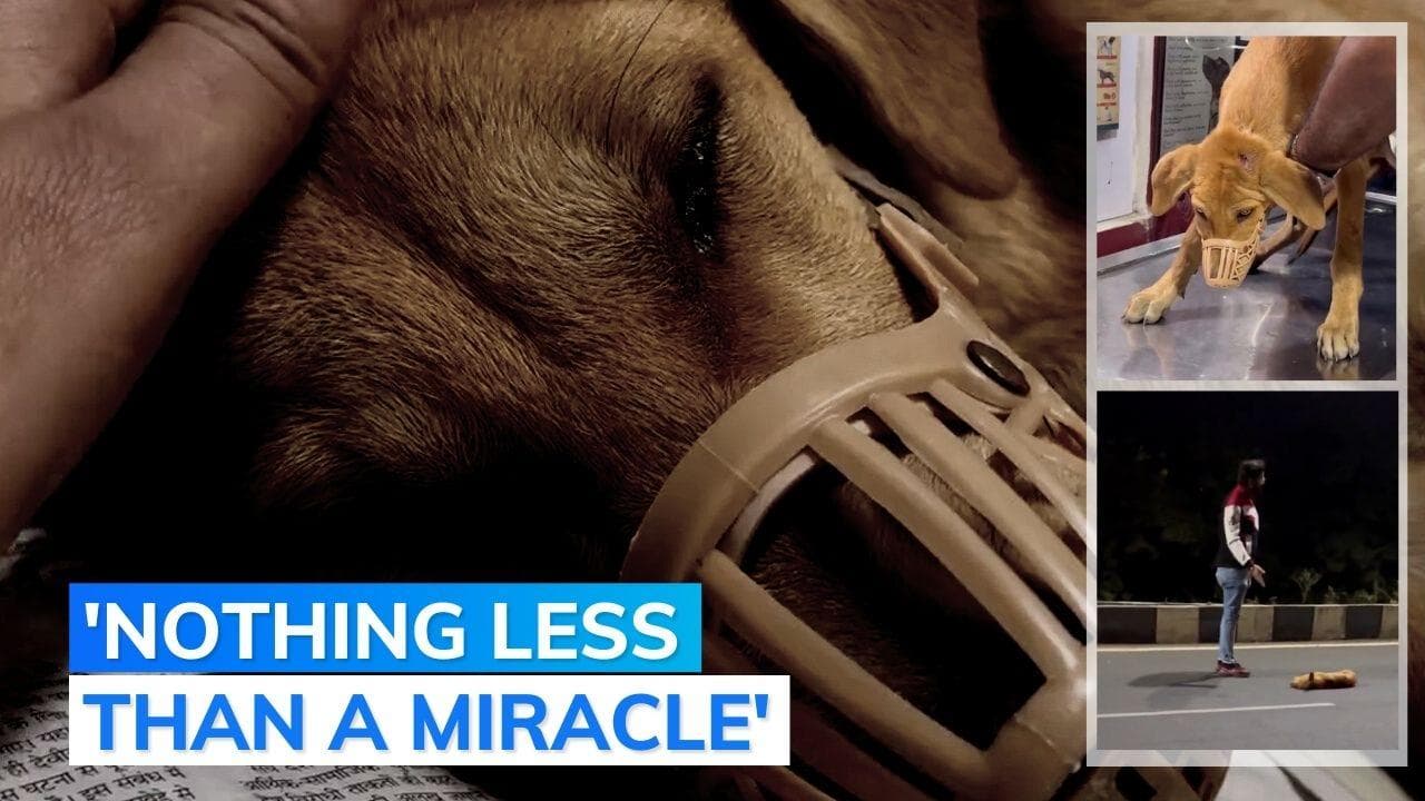 Watch: dog's miraculous recovery story will leave you in tears