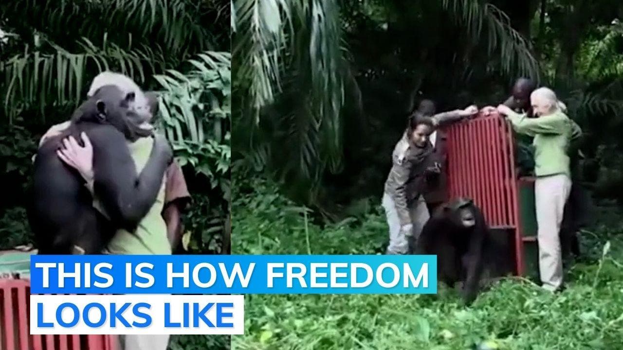 Watch: wild animals walk free into the wild