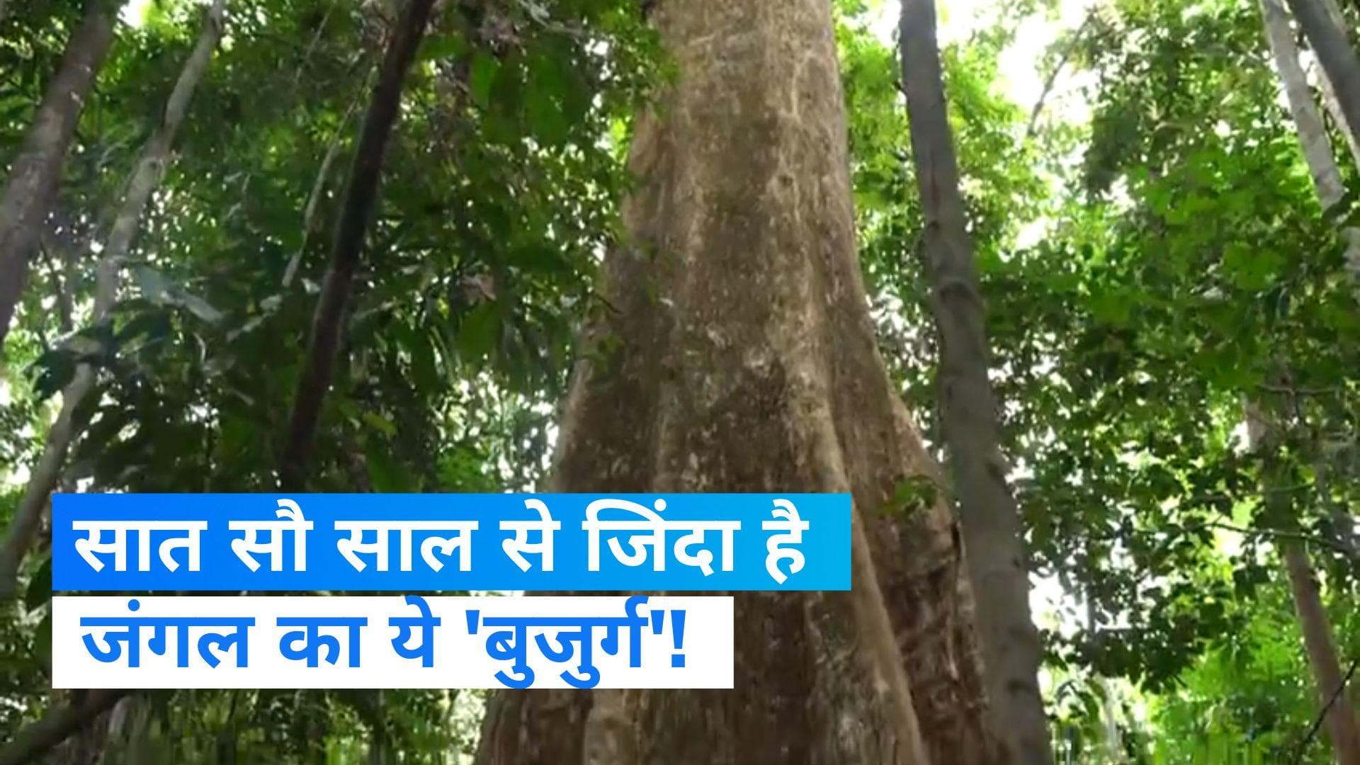 Oldest tree in gabon : 700 साल से जिंदा हैं जंगल का ये 'बुजुर्ग', देखने पहुंचे फ्रांस के राष्ट्रपति