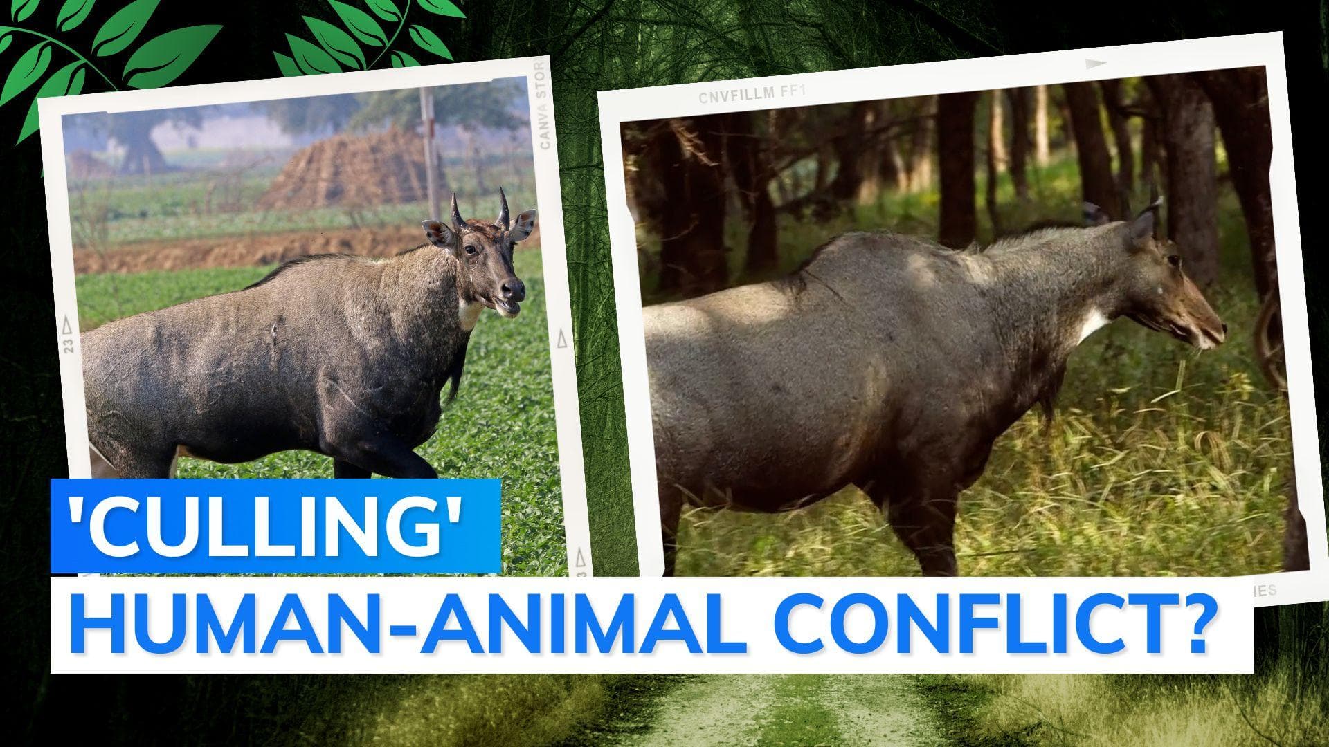 Bihar to hire shooters to cull nilgai, wild boar after crop damage complaints by farmers