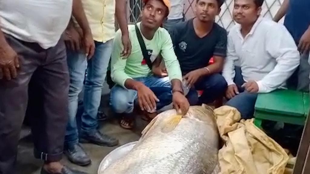 West Bengal News: দৈত্যাকার মাছ দেখতে ভিড় ক্যানিংয়ে! বিক্রি হল সাড়ে ৩৭ লক্ষ টাকায়