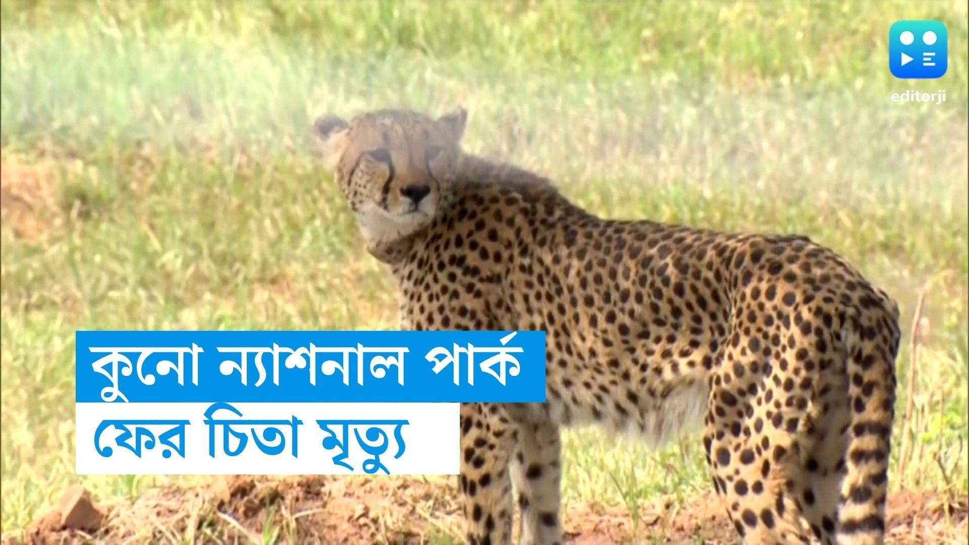 Cheetah Death : কুনো ন্যাশনাল পার্কে ৪২ দিনের মধ্যে ফের আরও এক চিতার মৃত্যু 