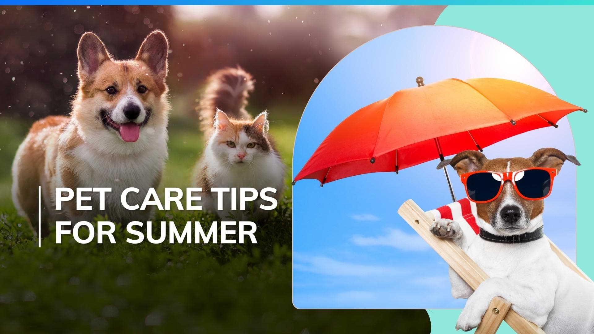 Save your pets from the scorching heat! 5 ways to take care of your dogs and cats in summer