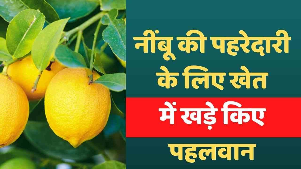 Hike in Lemon Price: नींबू की पहरेदारी के लिए खेत में खड़े किए पहलवान