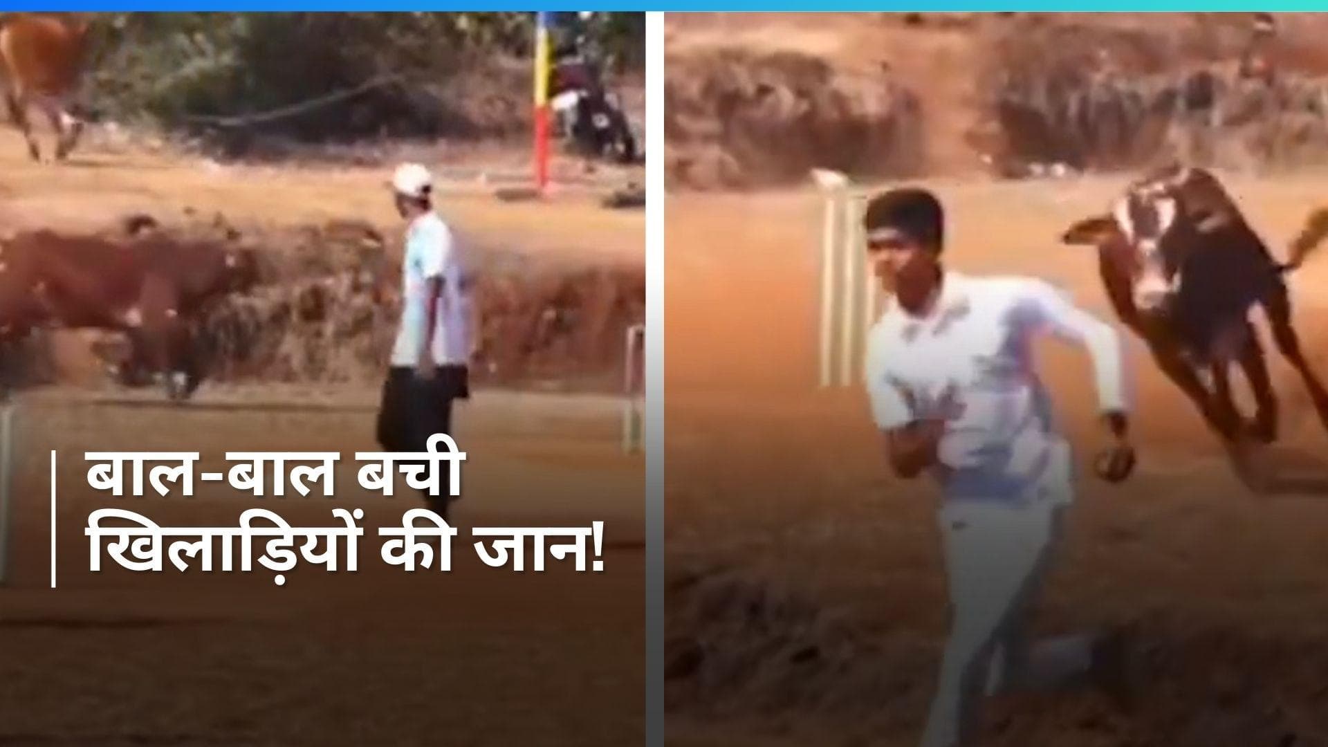 Viral Video: क्रिकेट मैच के दौरान मैदान में घुस आया पागल सांड, खिलाड़ियों के बीच मची भगदड़