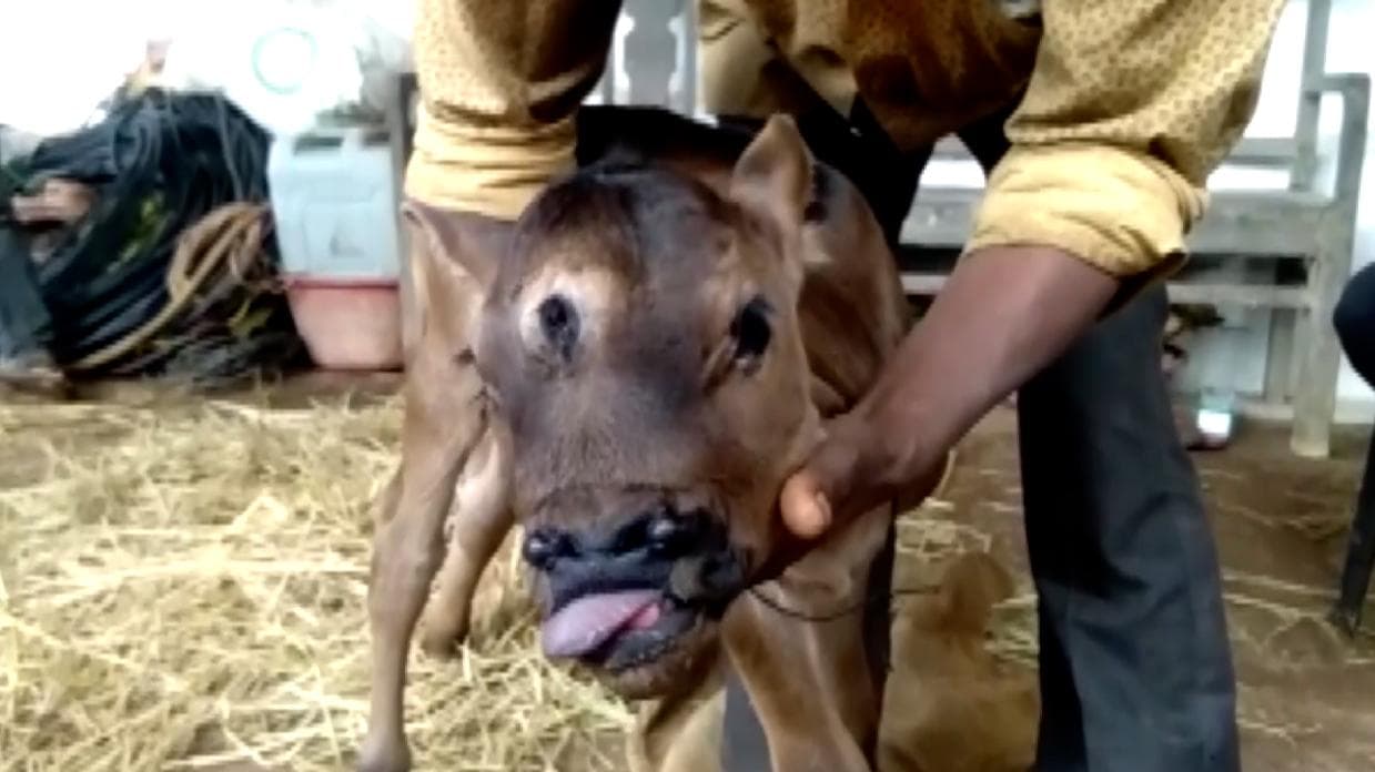 Chhattisgarh: calf born with three eyes; villagers call it avatar of God