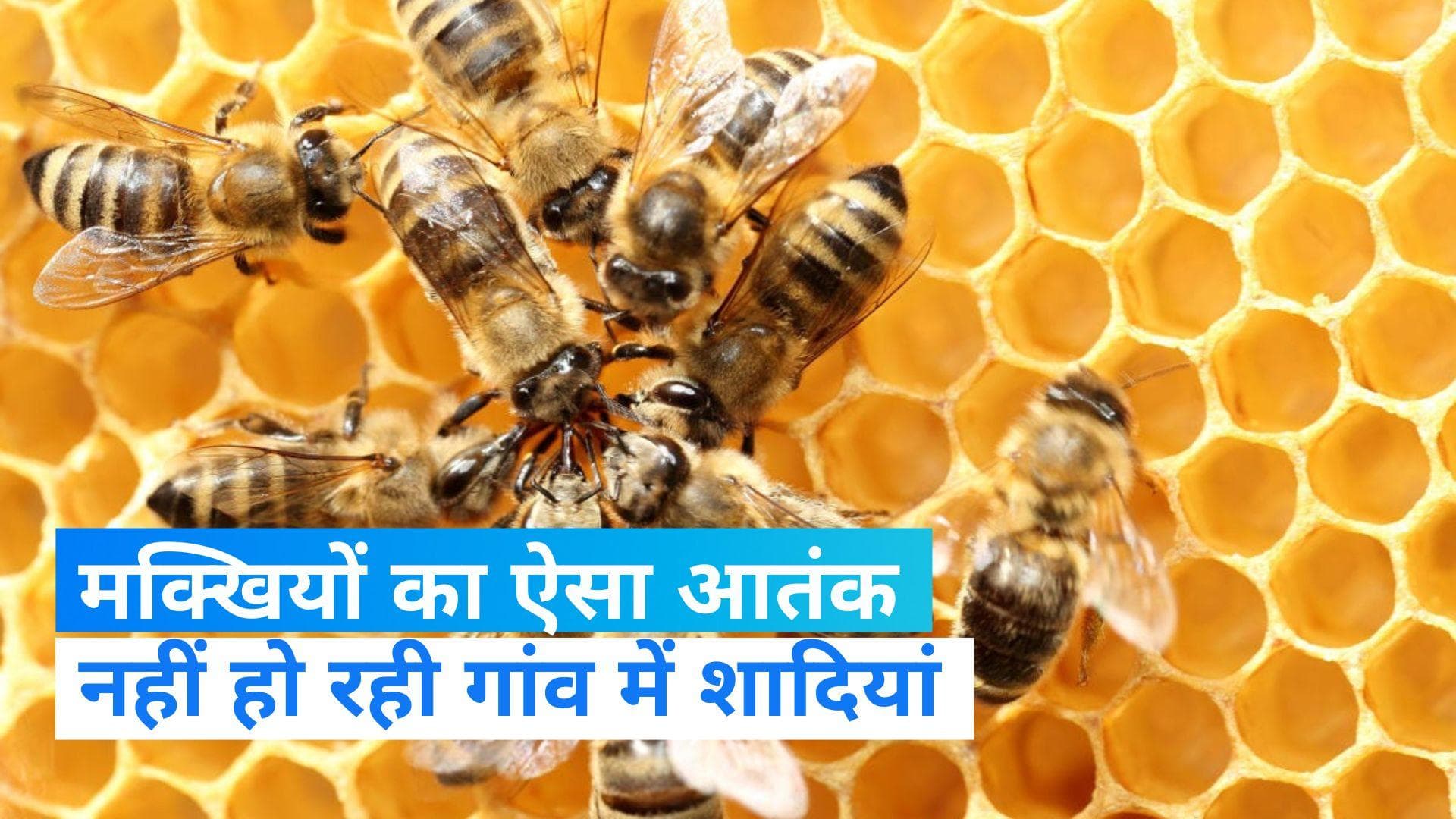 Up News:हरदोई के 10 गांवों में मक्खियों का आतंक, नहीं हो रही हैं शादियां