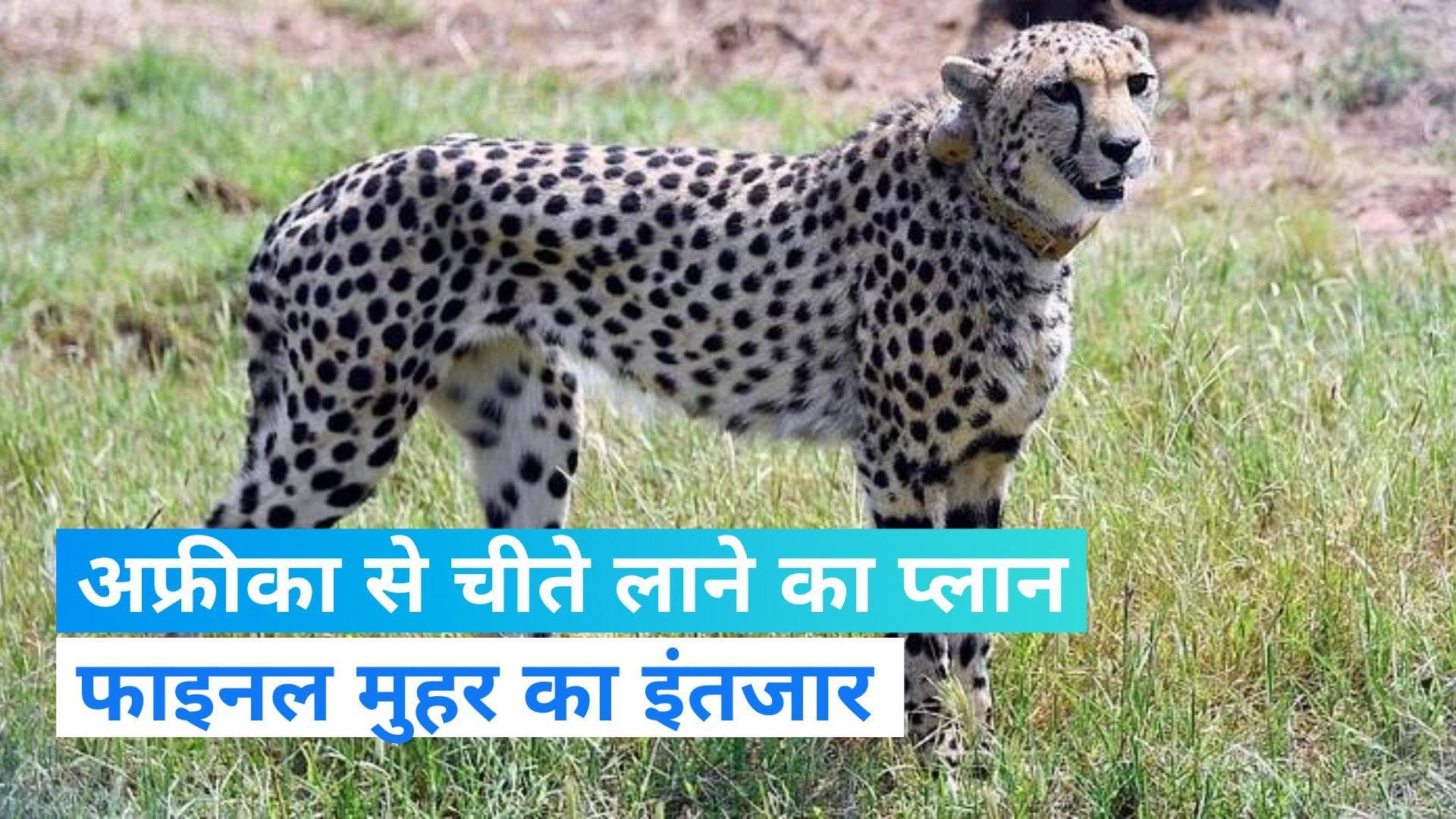Cheetahs News: भारत में अब उत्तरी अफ्रीका से लाए जा सकते हैं चीते? जानें- क्या है पूरा प्लान