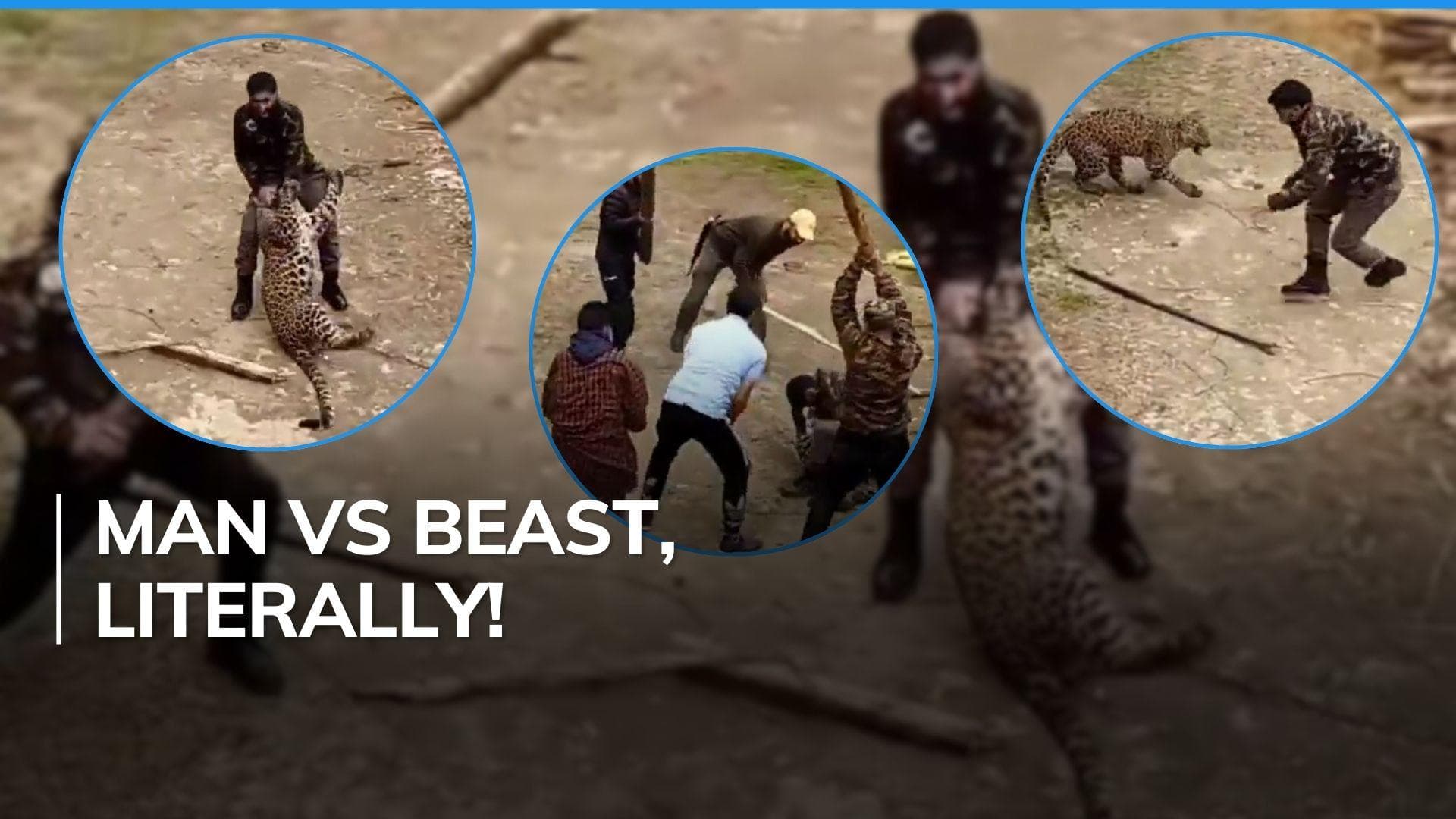 Video | Kashmir officer braves leopard with bare hands  