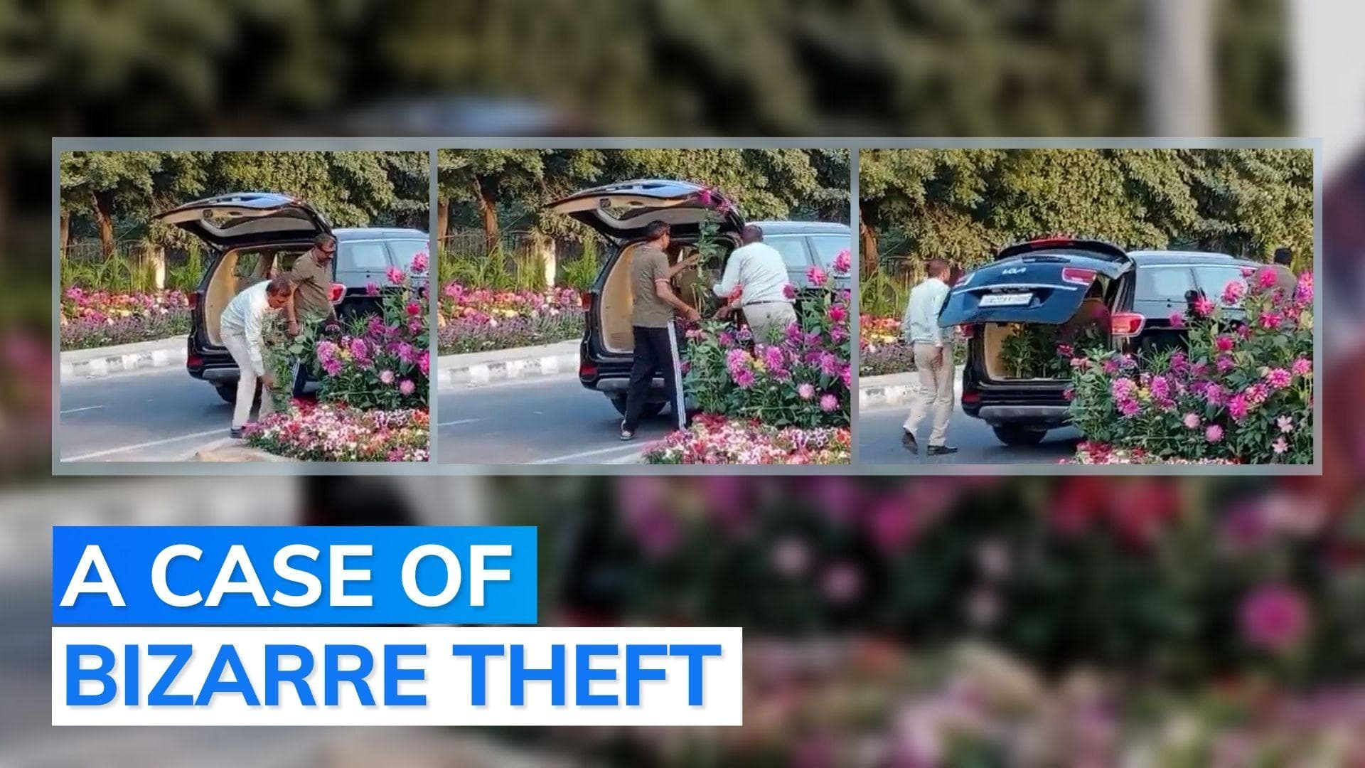 Viral: men in expensive car steal flowerpots set up for G-20 summit
