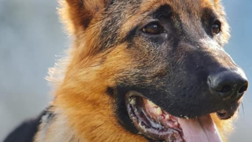 Dog Attack News: German shepherd ने सड़क पर महिला को काटा | Yogi Adityanath | Lucknow | Viral Video