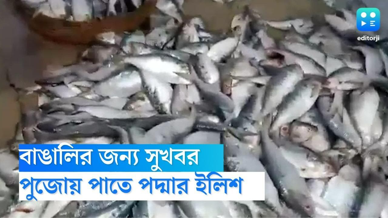 Bangladesh Hilsa: হাসিনার উপহার, দুর্গাপুজোর আগে রাজ্যে ৫০০ টন ইলিশ পাঠাচ্ছে বাংলাদেশ