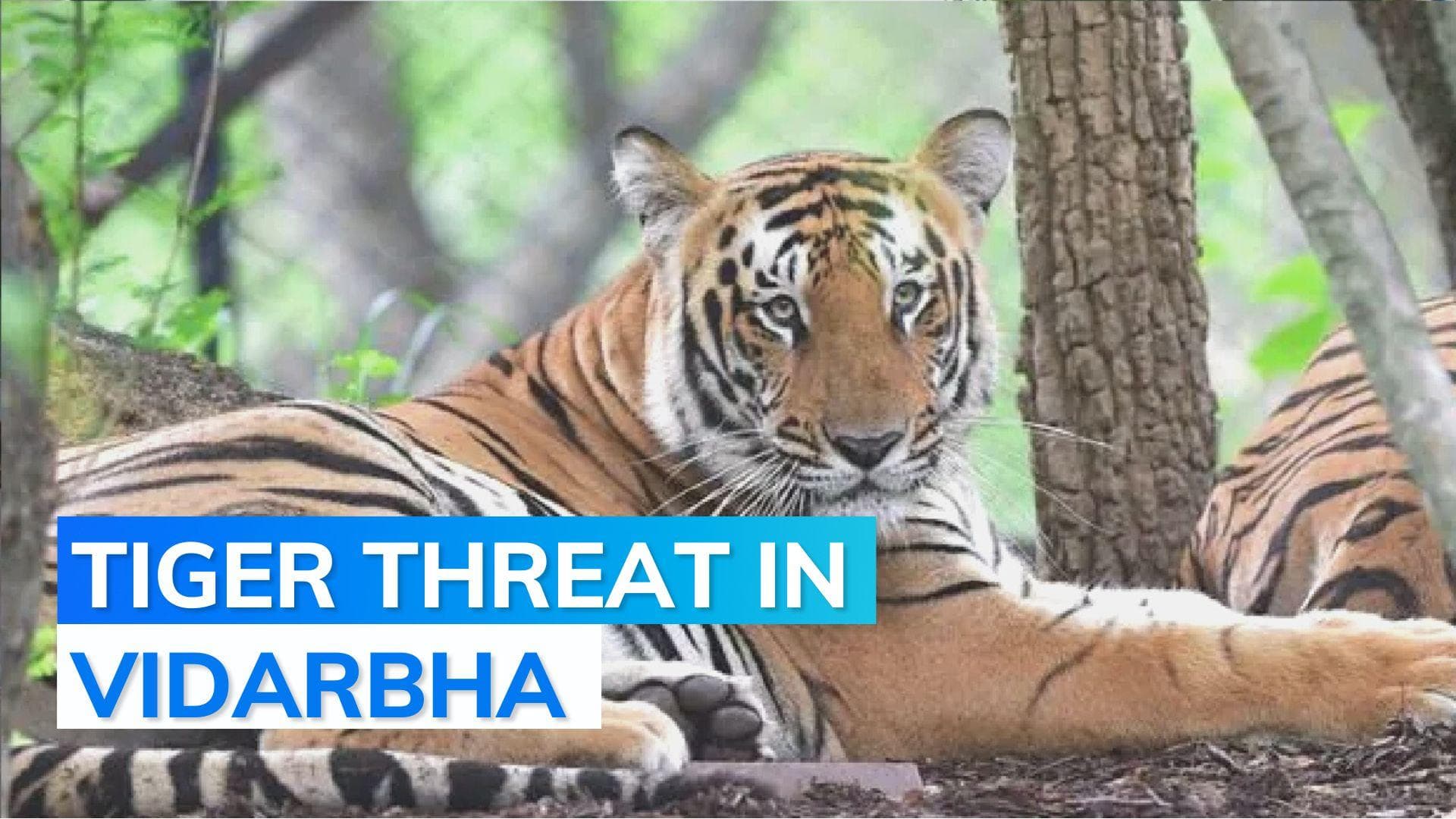 Maharashtra's 'conflict tiger' which killed 13 people captured
