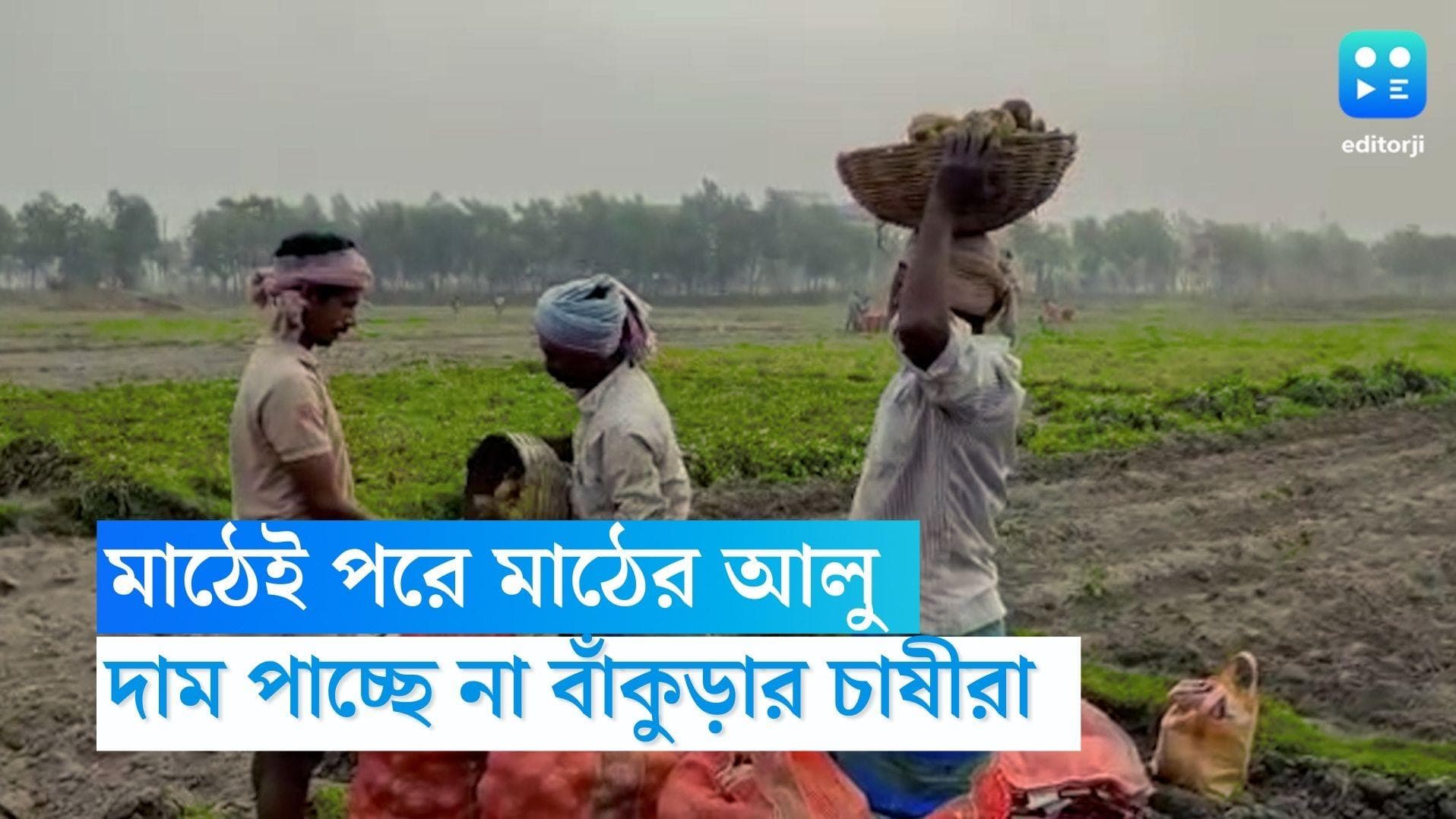 Bankura News : মাঠেই পরে মাঠের আলু, দাম না পাওয়ার অভিযোগ বাঁকুড়ার চাষিদের