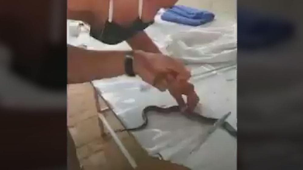 Haryana में घायल Cobra का ITBP के जवानों ने किया इलाज, देखें वीडियो