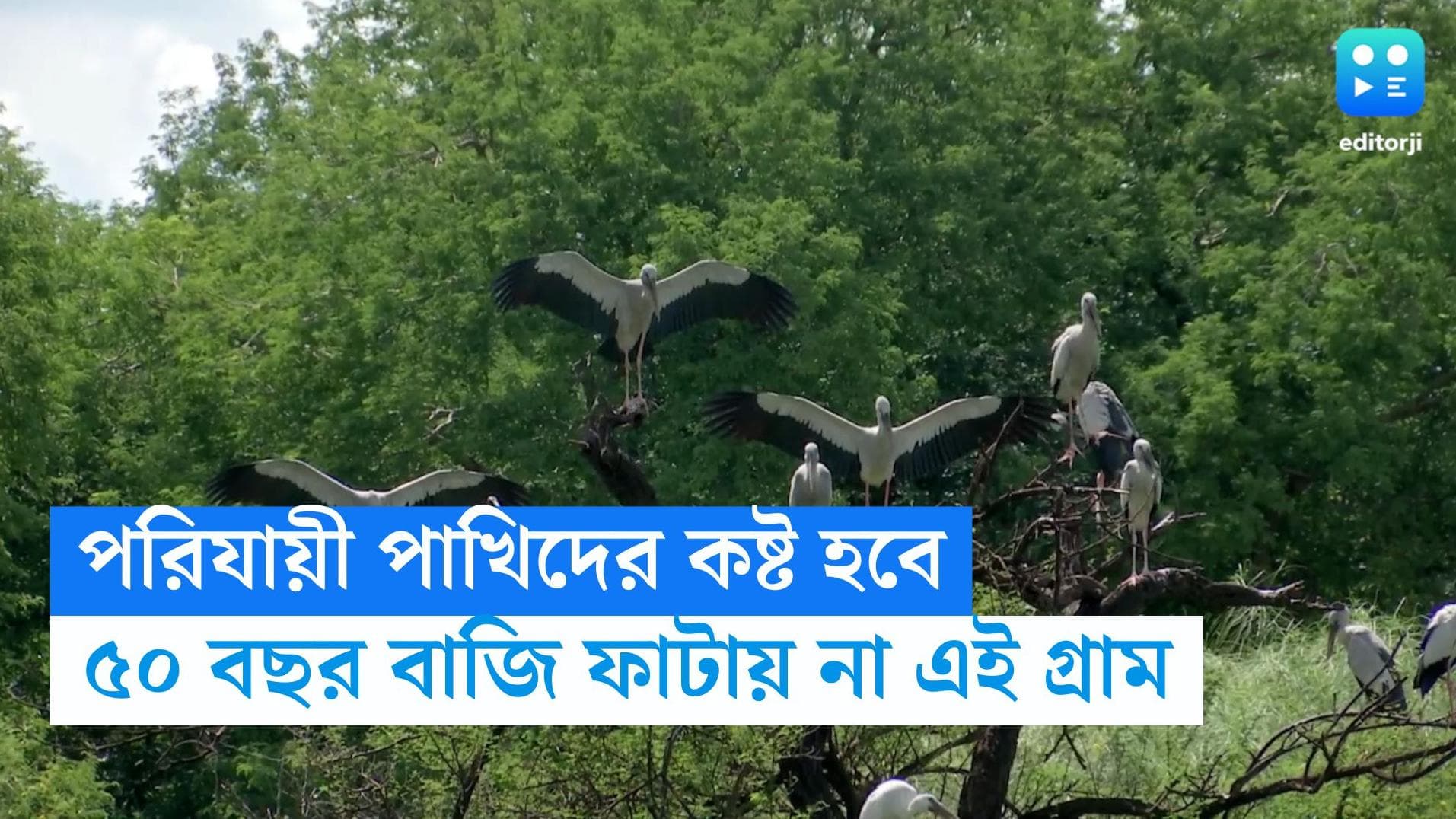 Migratory Birds: পরিযায়ী পাখিদের কষ্ট হবে, তাই পঞ্চাশ বছর ধরে দীপাবলিতে বাজি ফাটায় না গ্রামবাসী