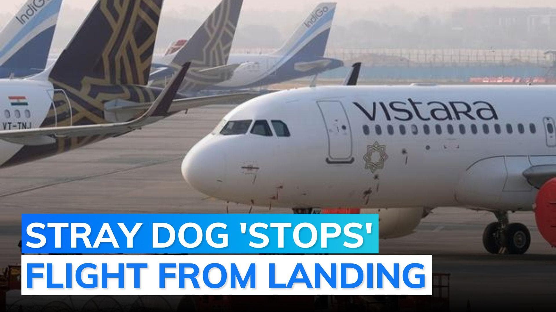 Vistara flight returns to Bengaluru after stray dog enters Goa airport runway