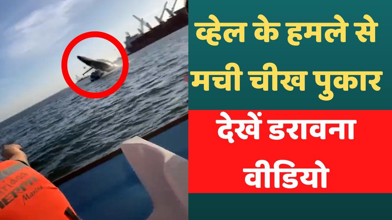Whale Viral Video: अचानक बोट के ऊपर गिरी विशाल व्हेल मछली, फिर दिखा खौफनाक मंजर