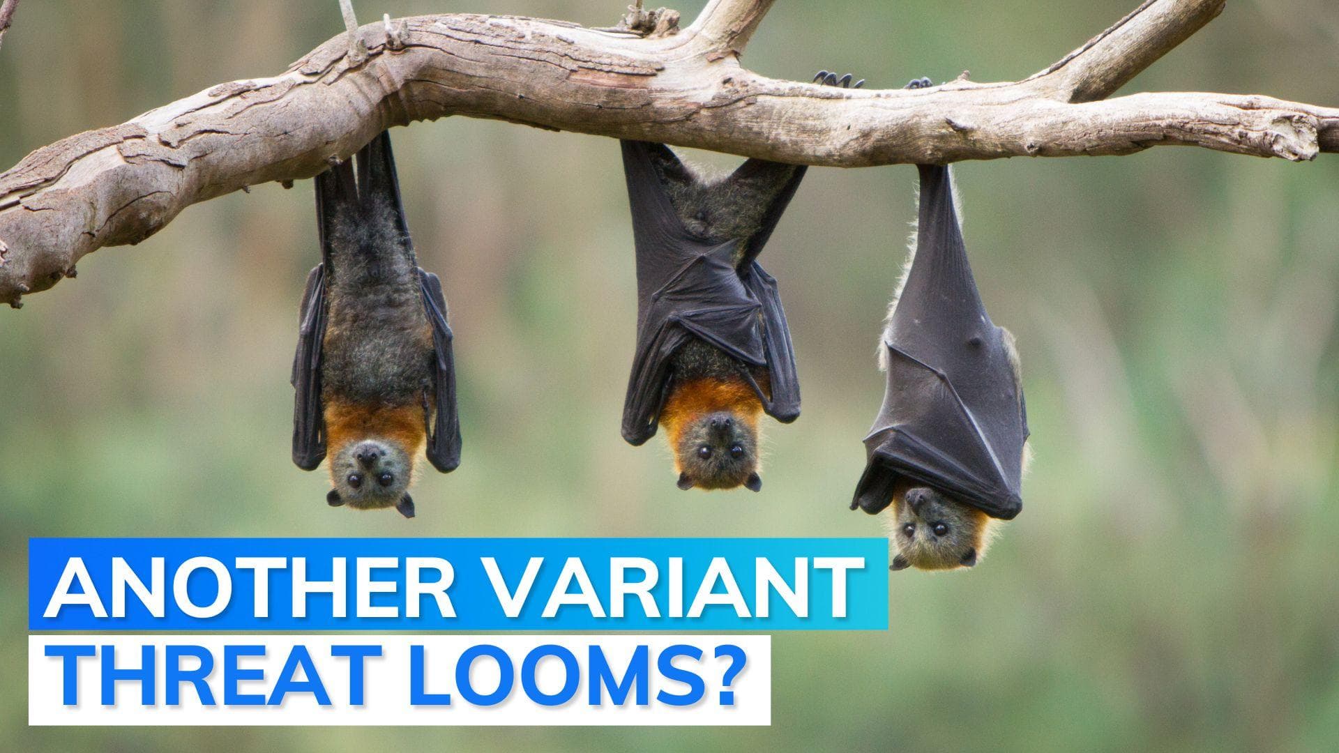 Khosta-2: all you need to know about the new coronavirus variant