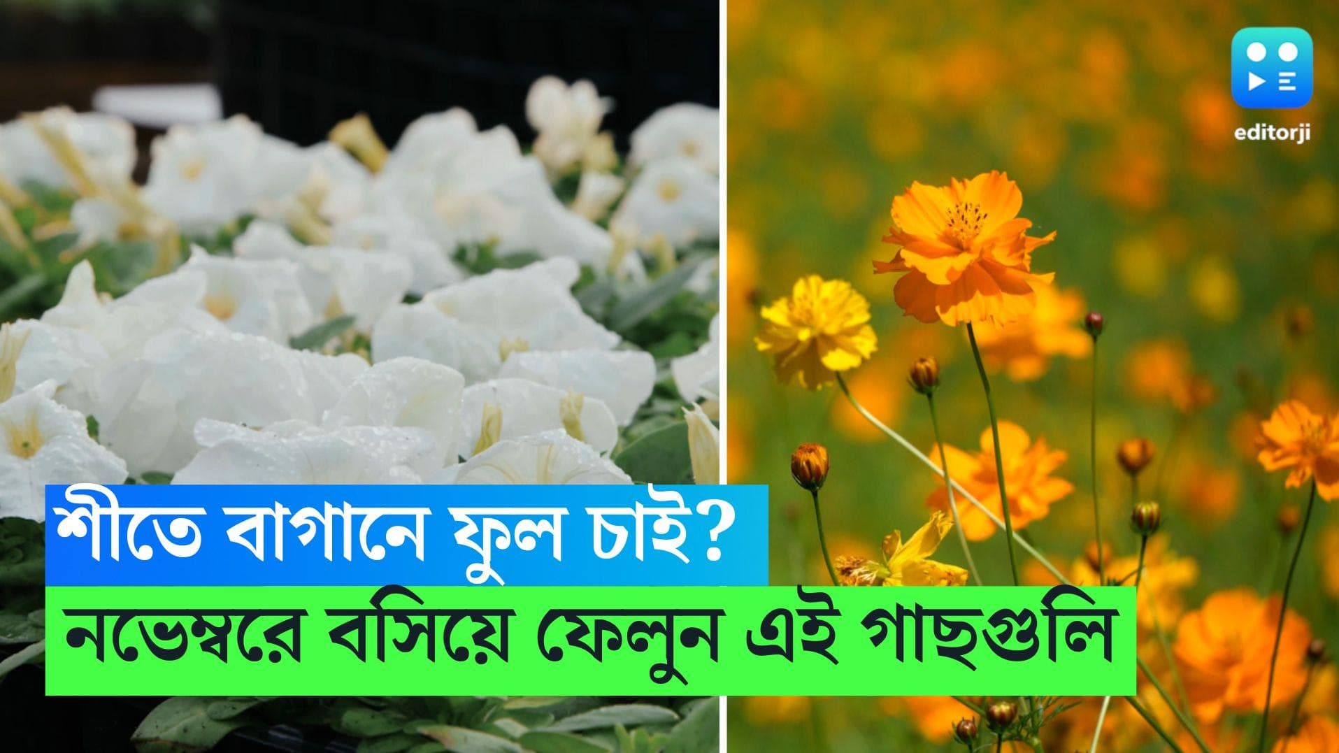 Winter Flowers: এই গাছগুলি নভেম্বরে বসালে , শীতে গাছ উপচে পড়বে রকমারি ফুলে 