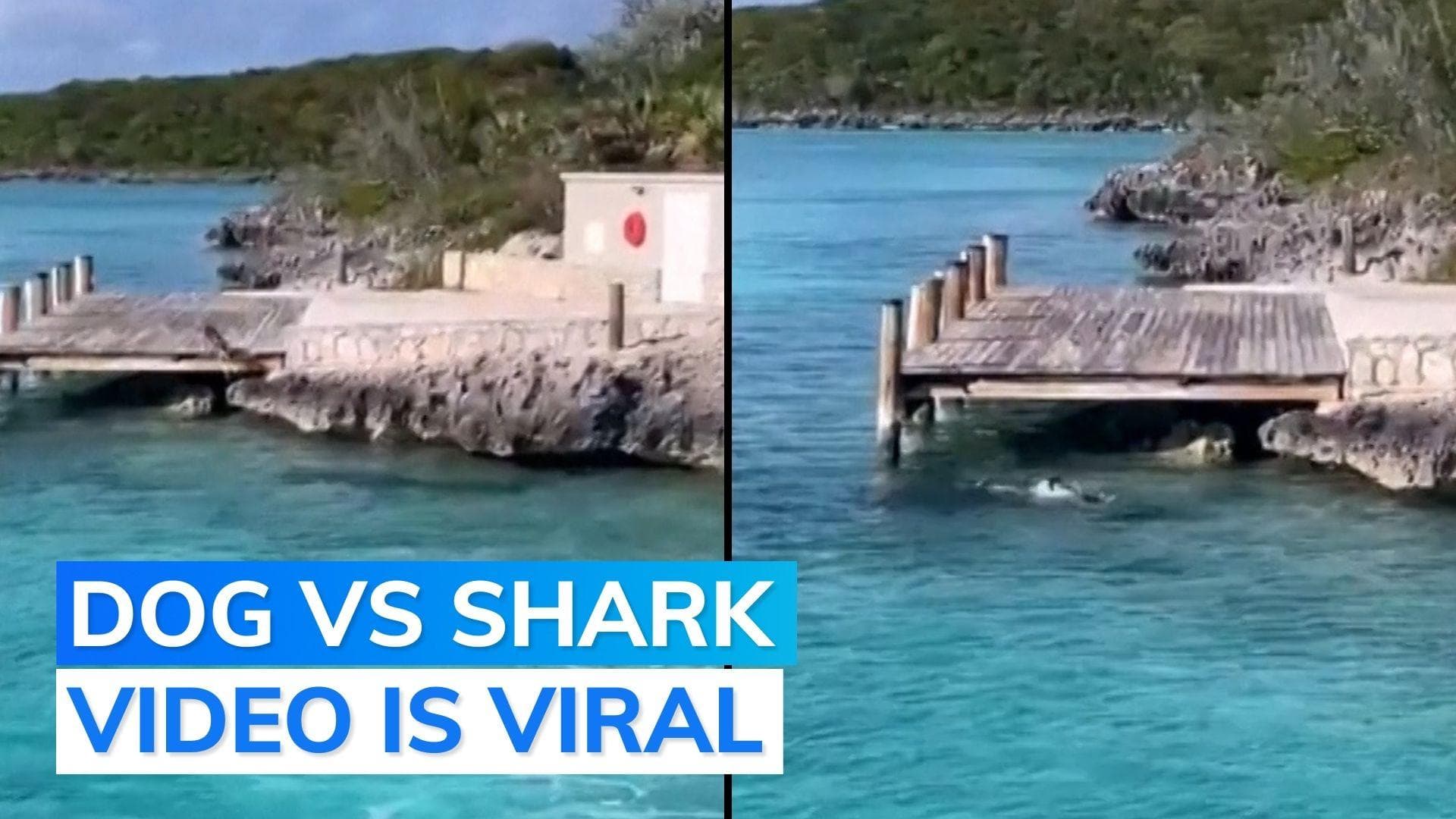 Watch: Dog vs shark standoff thrills tourists in Bahamas