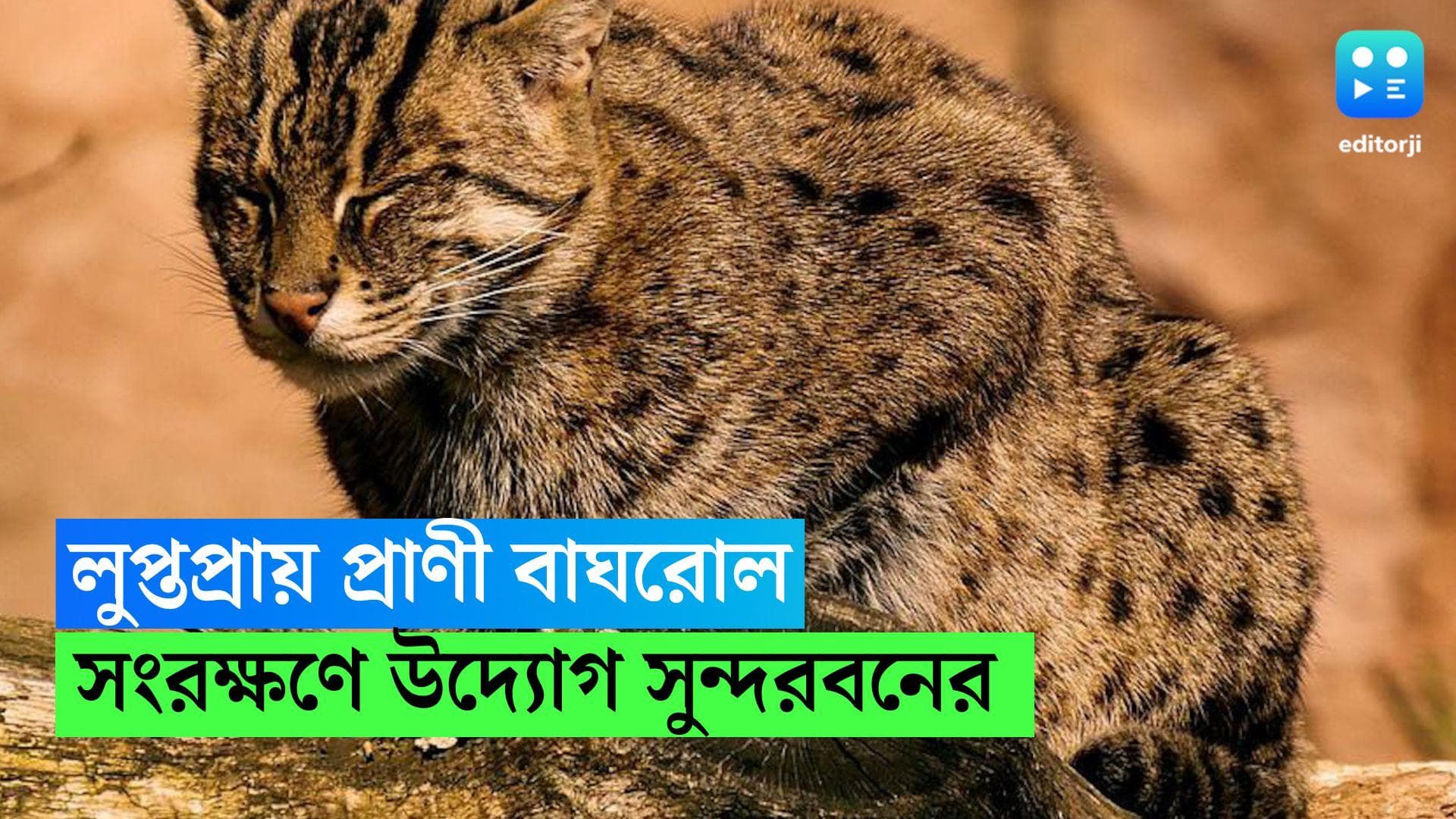 Sundarban Fishing Cat : লুপ্তপ্রায় প্রাণী সংরক্ষণে জোর, সুন্দরবনে বাঘরোল সুমারিতে গণনা হল ৩৬৫ টি প্রাণী