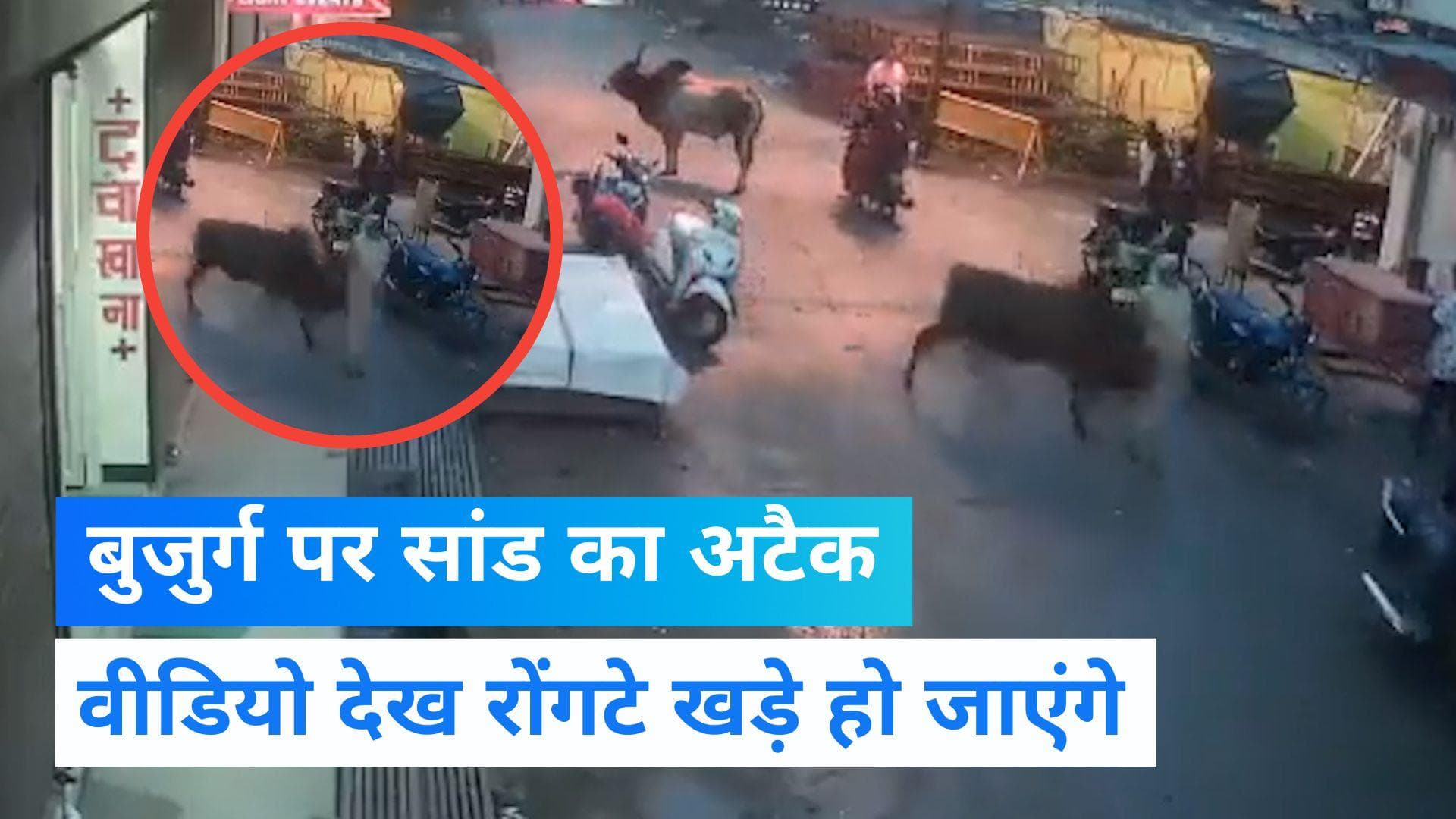 Video: MP के खंडवा में सांड ने बुजुर्ग महिला को पटका, वीडियो देख कलेजा मुंह को आ जाएगा