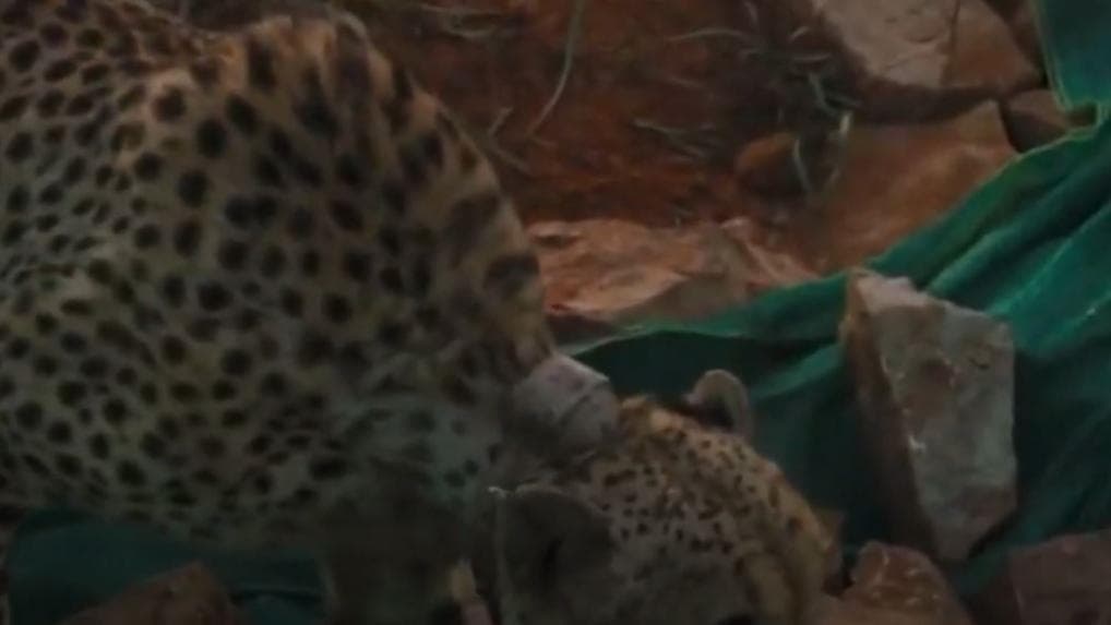 Kuno National Park: क्या चीते कुत्तों से डरते हैं | Namibia Cheetah |