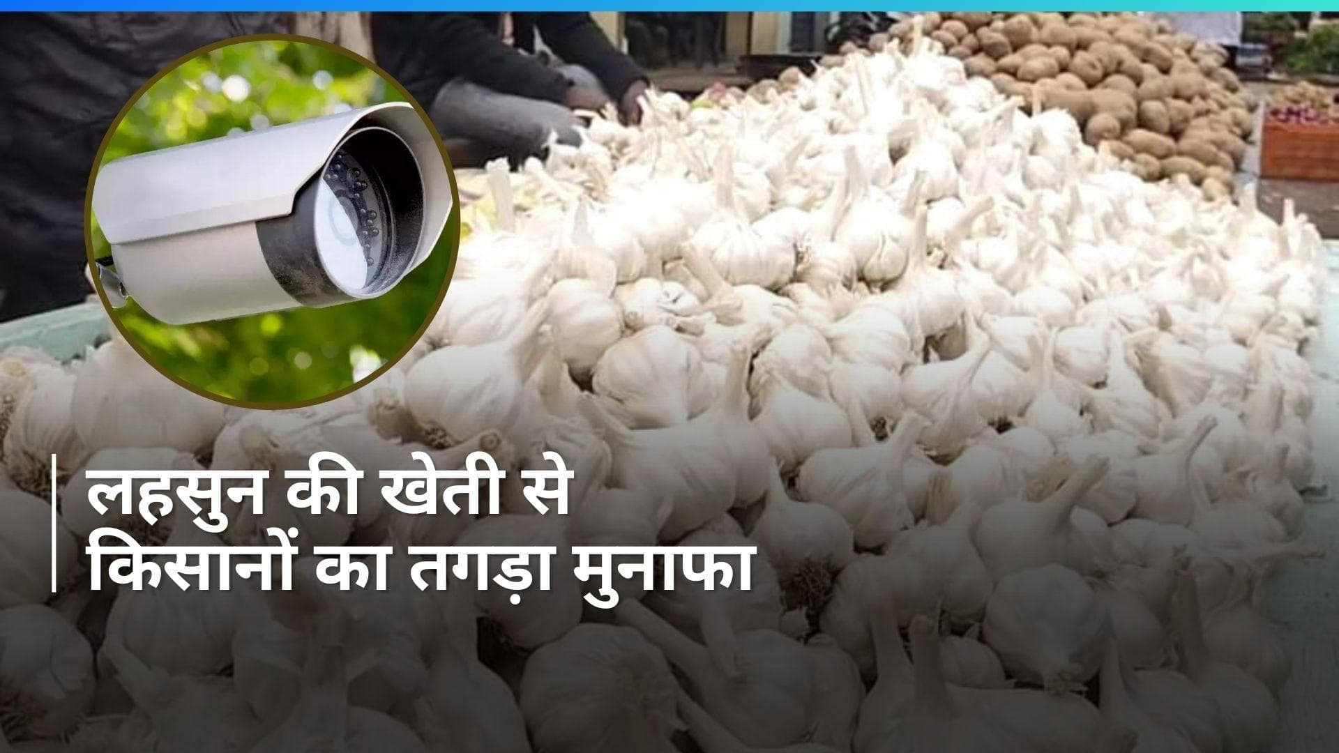 Farmers News: महंगा हुआ लहसुन तो खिले किसानों के चेहरे, CCTV से हो रही खेतों की निगरानी