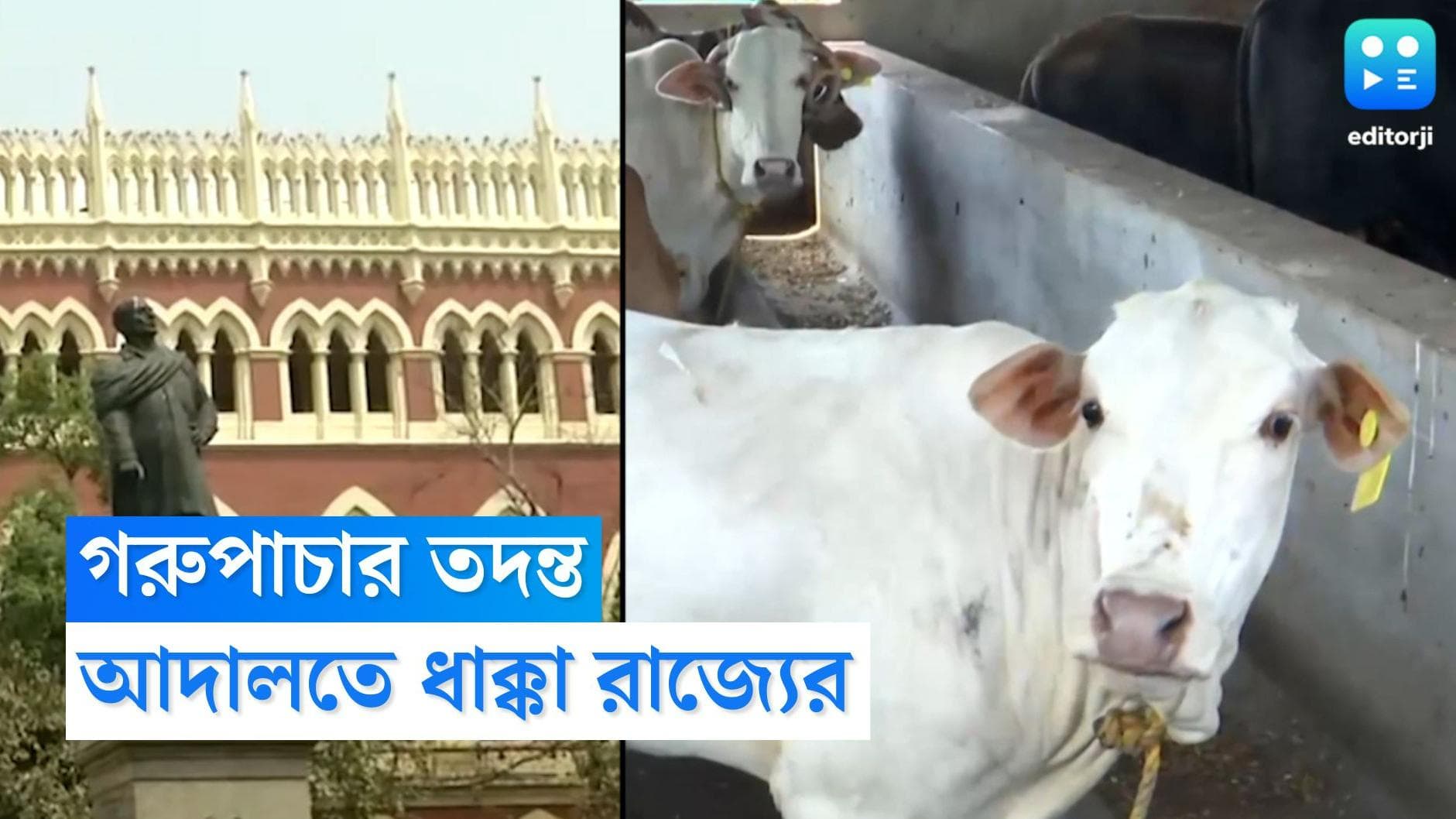 Calcutta High Court : গরুপাচার নিয়ে আপাতত কোনও তদন্ত করতে পারবে না সিআইডি, অন্তর্বতী স্থগিতাদেশ আদালতের