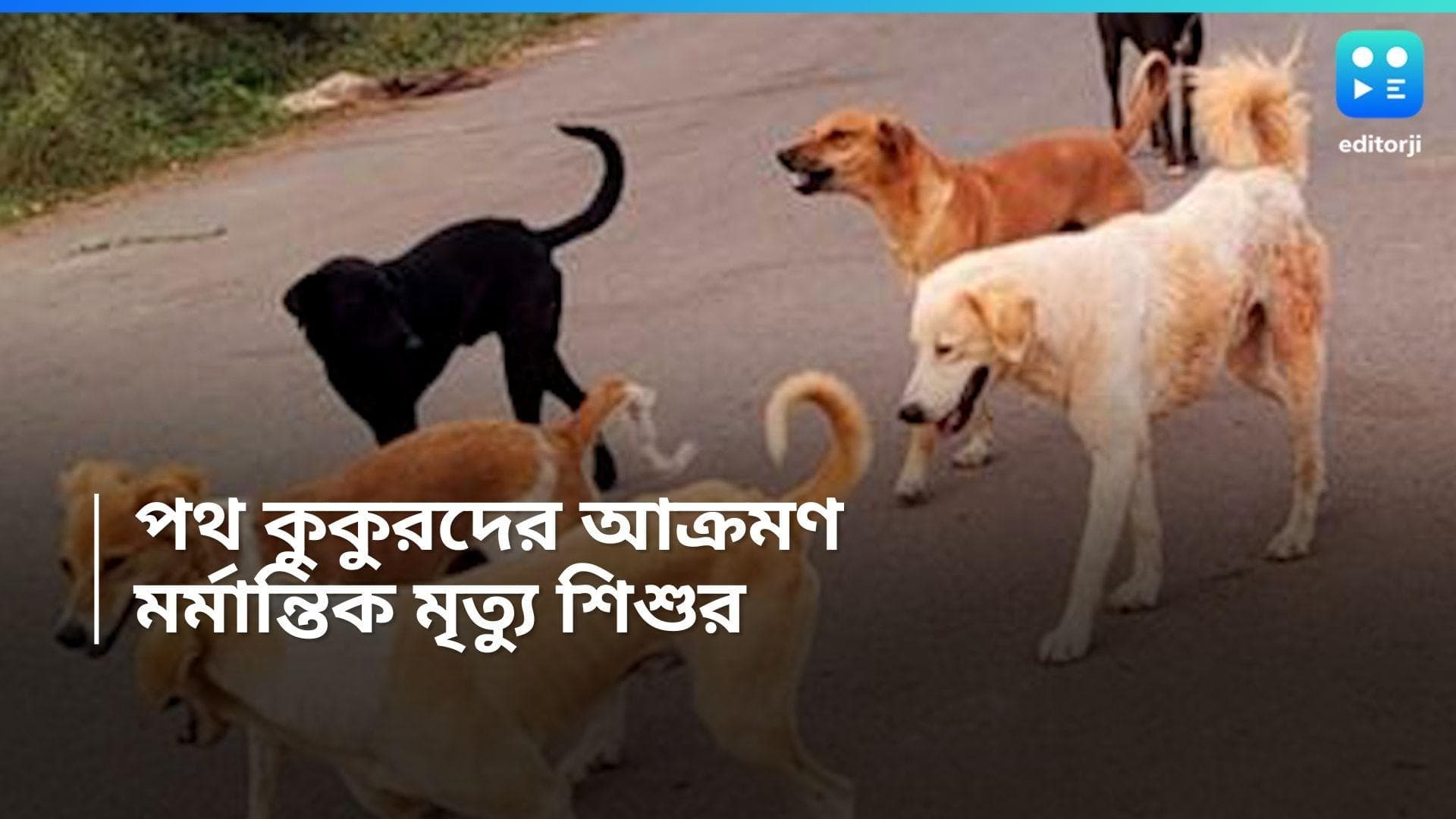 Child death by stray dogs: পথ কুকুরদের মুখে দেড় বছরের শিশু, টানাটানি মর্মান্তিক মৃত্যু