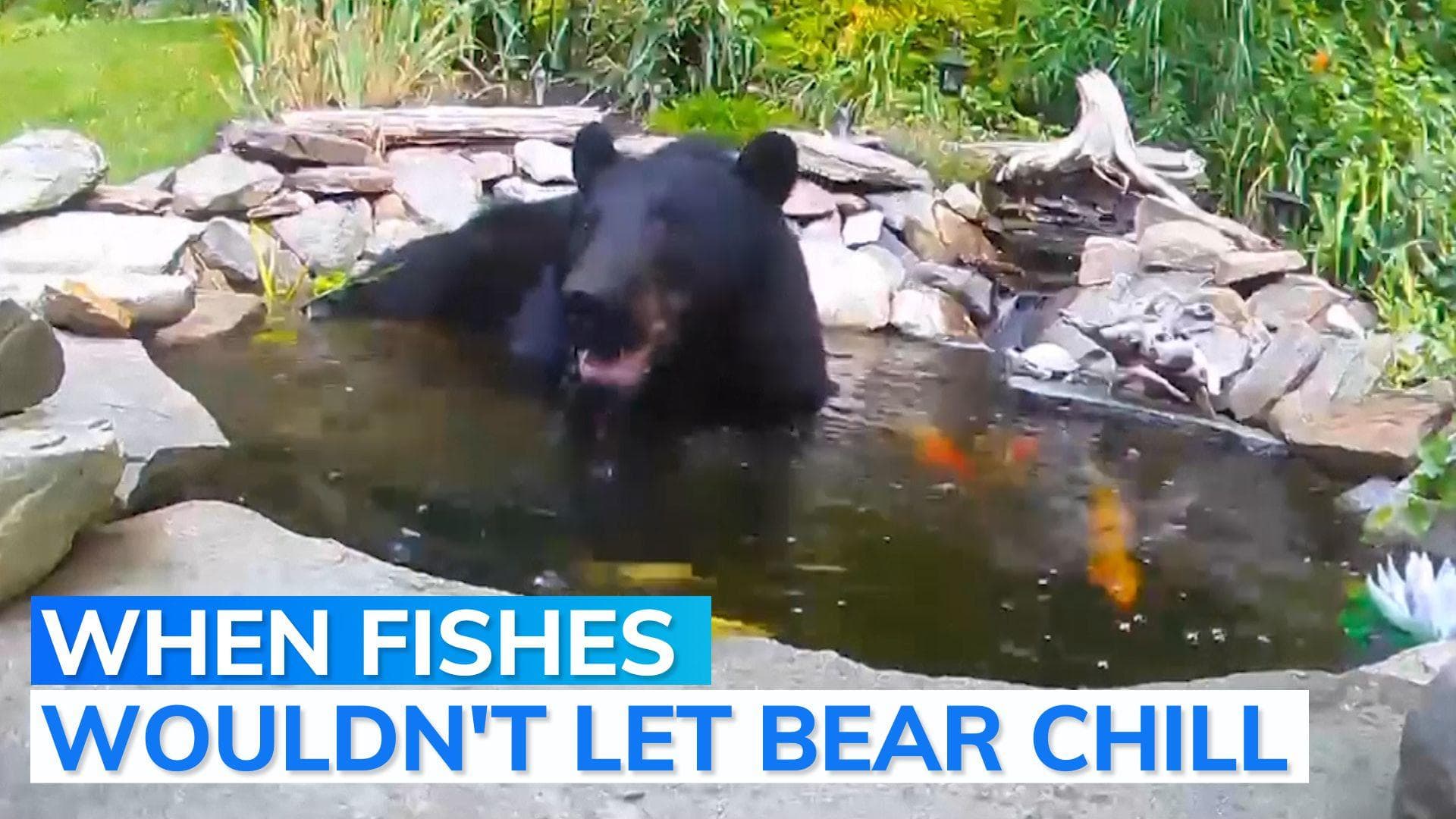 Video: Bear cools off in backyard pond, scared away by fish