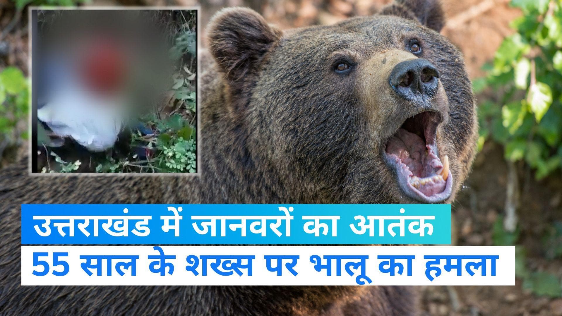 Uttarakhand News: गुलदार के बाद भालू का आतंक, शख्स का मुंह नोंचा, हालत गंभीर
