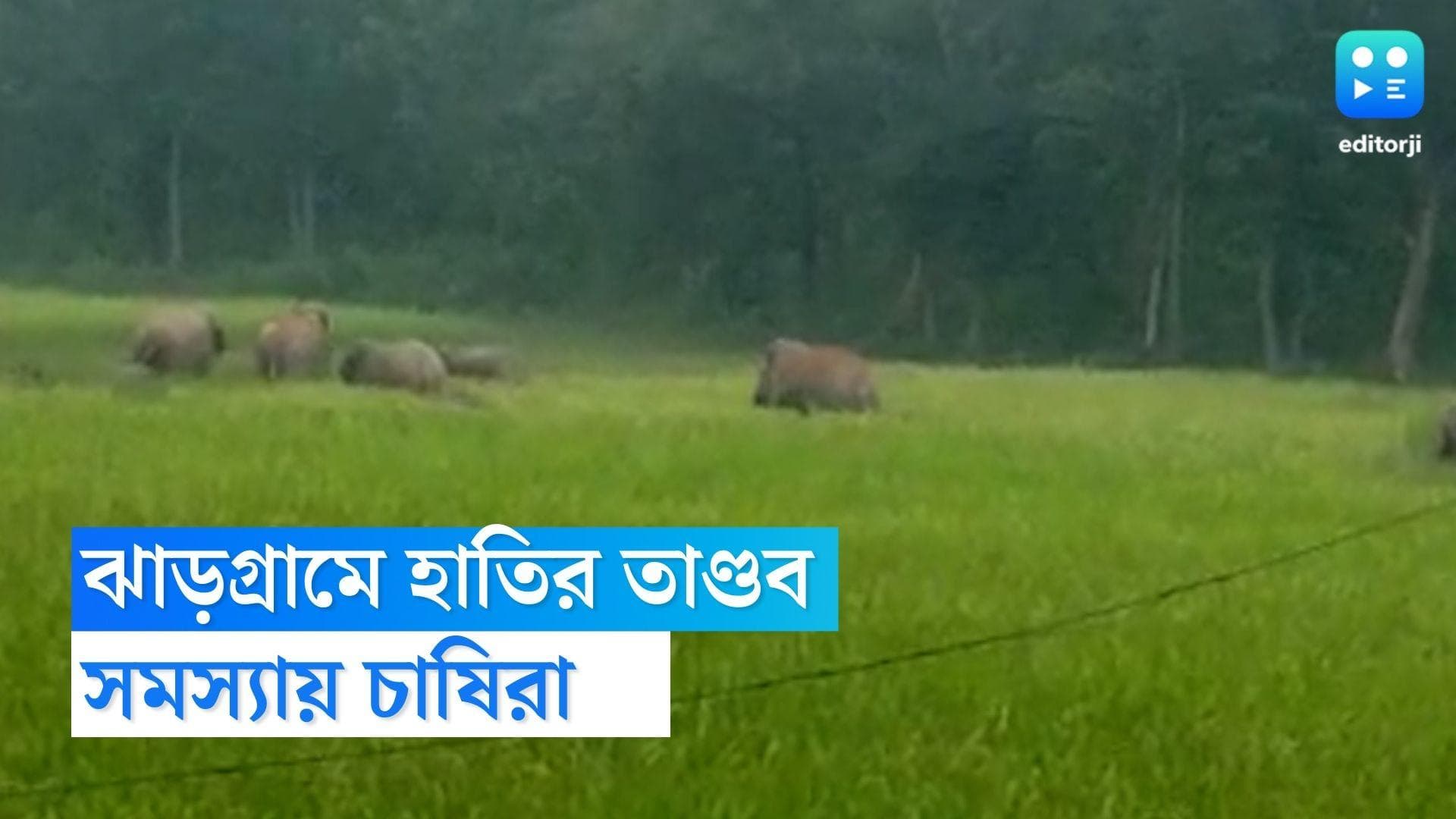 Jhargram News : ঝাড়গ্রামে ধান ক্ষেতে হাতির তাণ্ডব, ক্ষতির মুখে চাষিরা