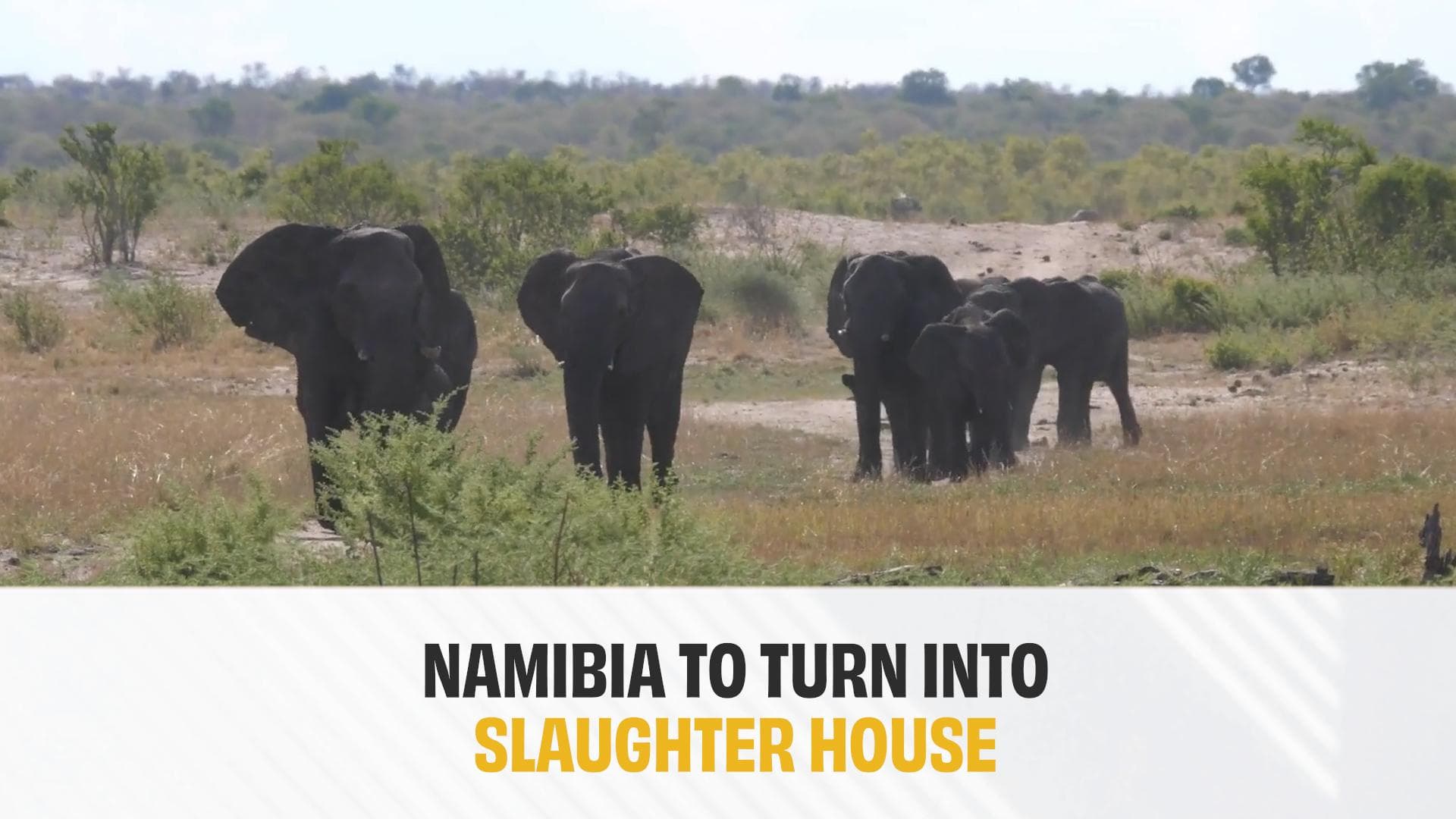 Namibia: Over 700 wild animals to be killed, meat to be distributed