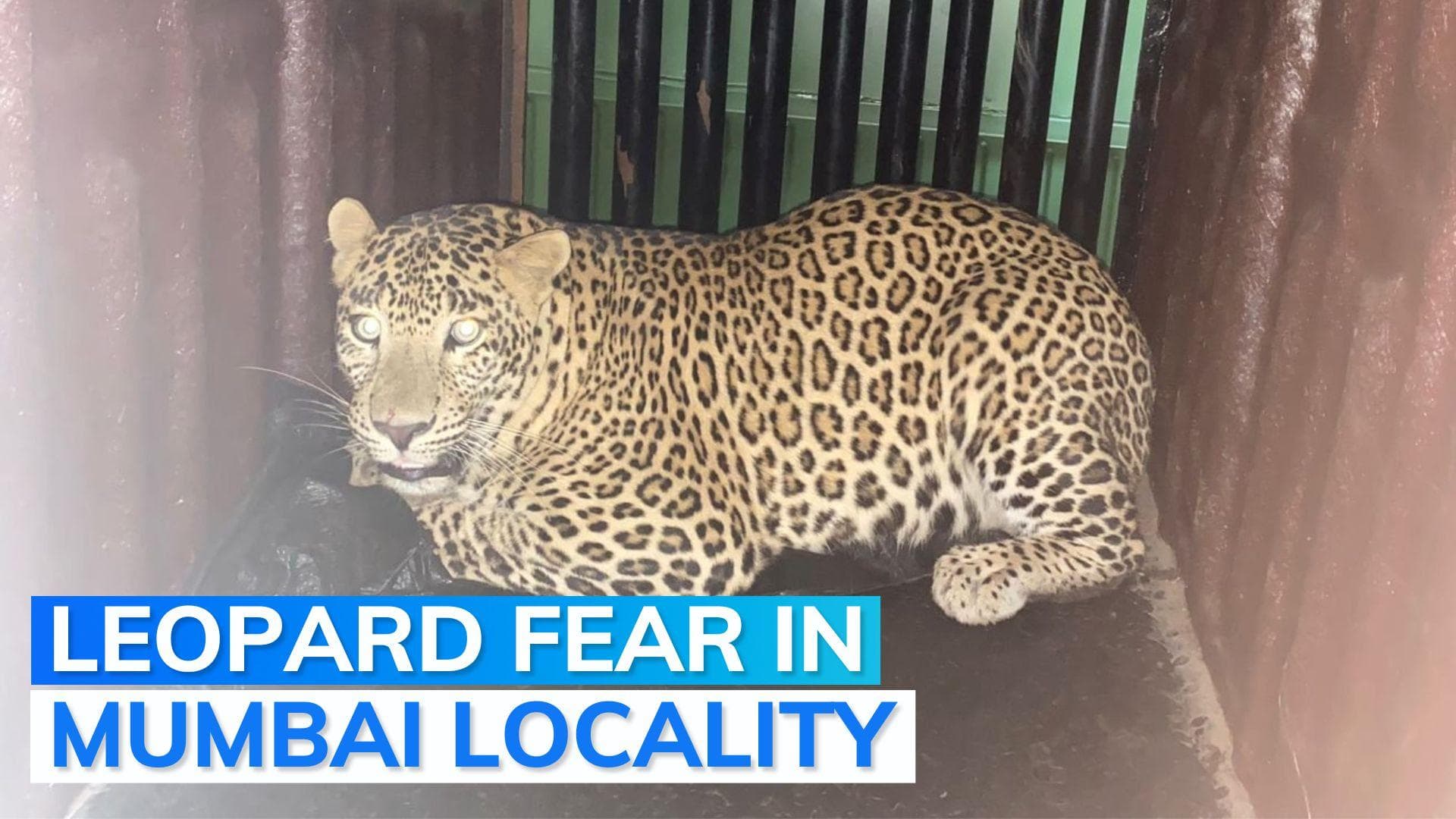 Mumbai: leopard caught after killing of 1.5-yr-old child in Aarey Colony