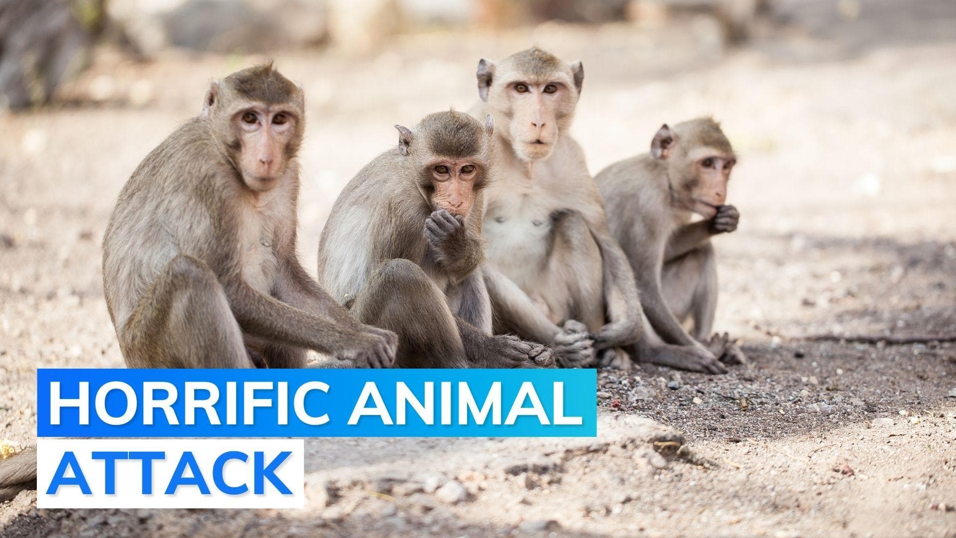 70-year-old Telangana woman dies after 20 monkeys attack her: report