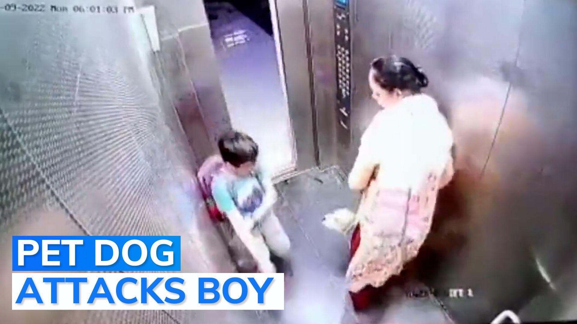 Video: Pet dog bites boy inside housing society lift in Ghaziabad