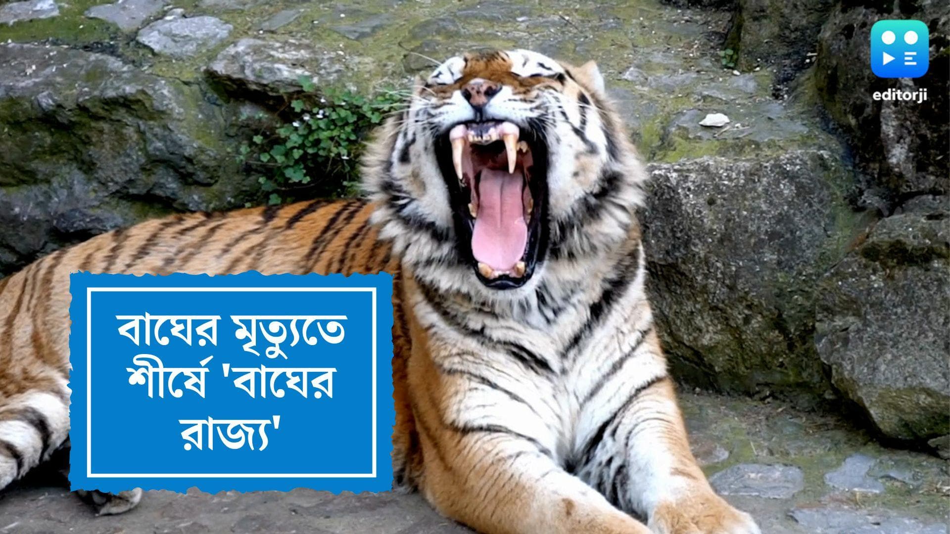 Madhya Pradesh Tiger death : 'বাঘের রাজ্যে' সবচেয়ে বেশি বাঘের মৃত্য়ু, তালিকায় নেই বাংলার নাম