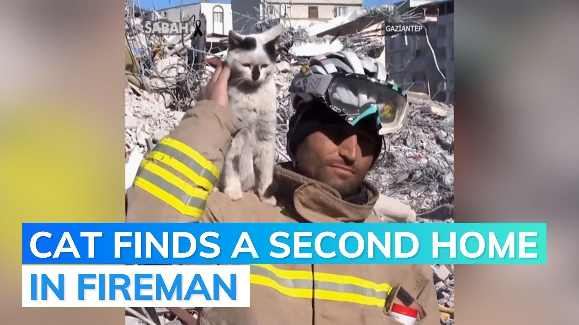 Watch: Turkey-quake survivor cat refuses to leave fireman's shoulders who saved her 