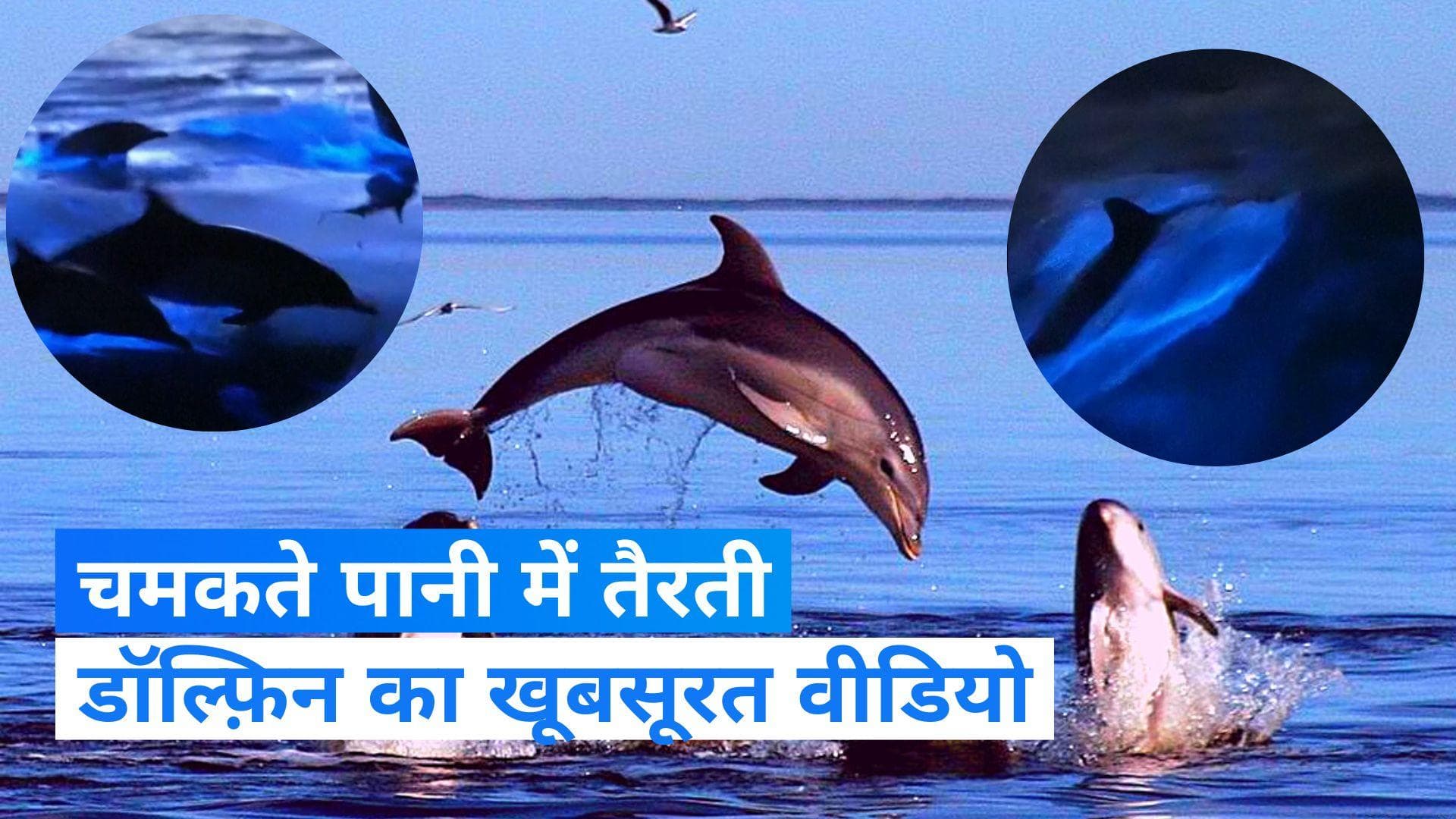 Viral Video: चमकते पानी में तैरती डॉल्फ़िन, वीडियो देख नहीं हटेंगी आंखें... 