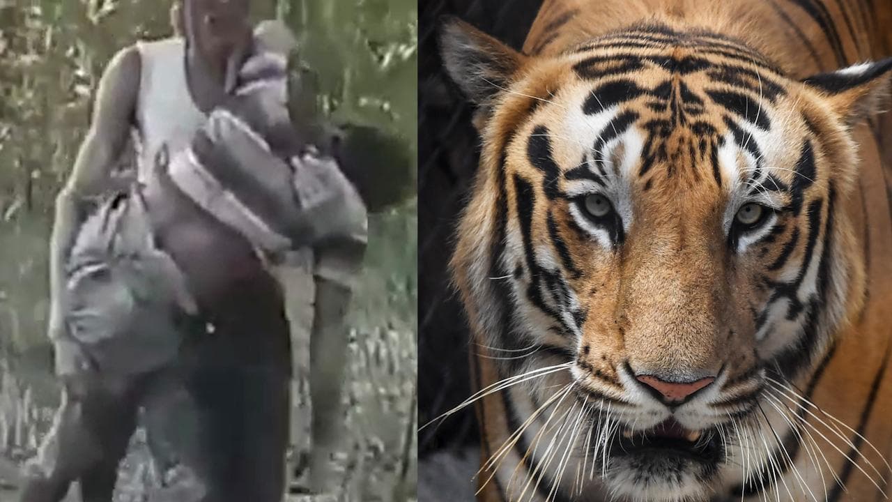 Tiger Attack: আবার সুন্দরবনে বাঘের হানায় প্রাণ গেল এক মৎসজীবীর