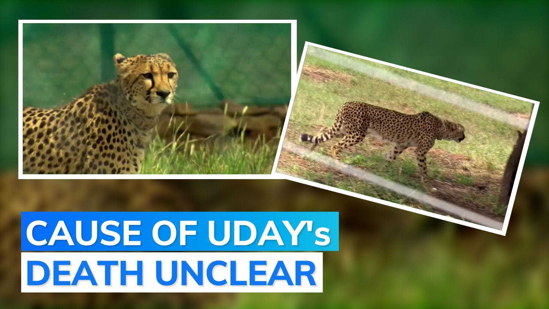 Kuno National Park loses another translocated cheetah 'Uday'