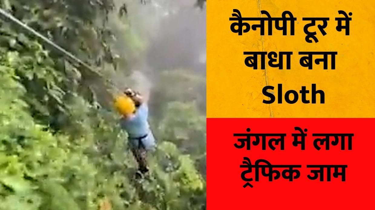 Traffic jam in a Forest: जंगल में कैनोपी टूर के दौरान अचानक आया Sloth, फिर जो हुआ...
