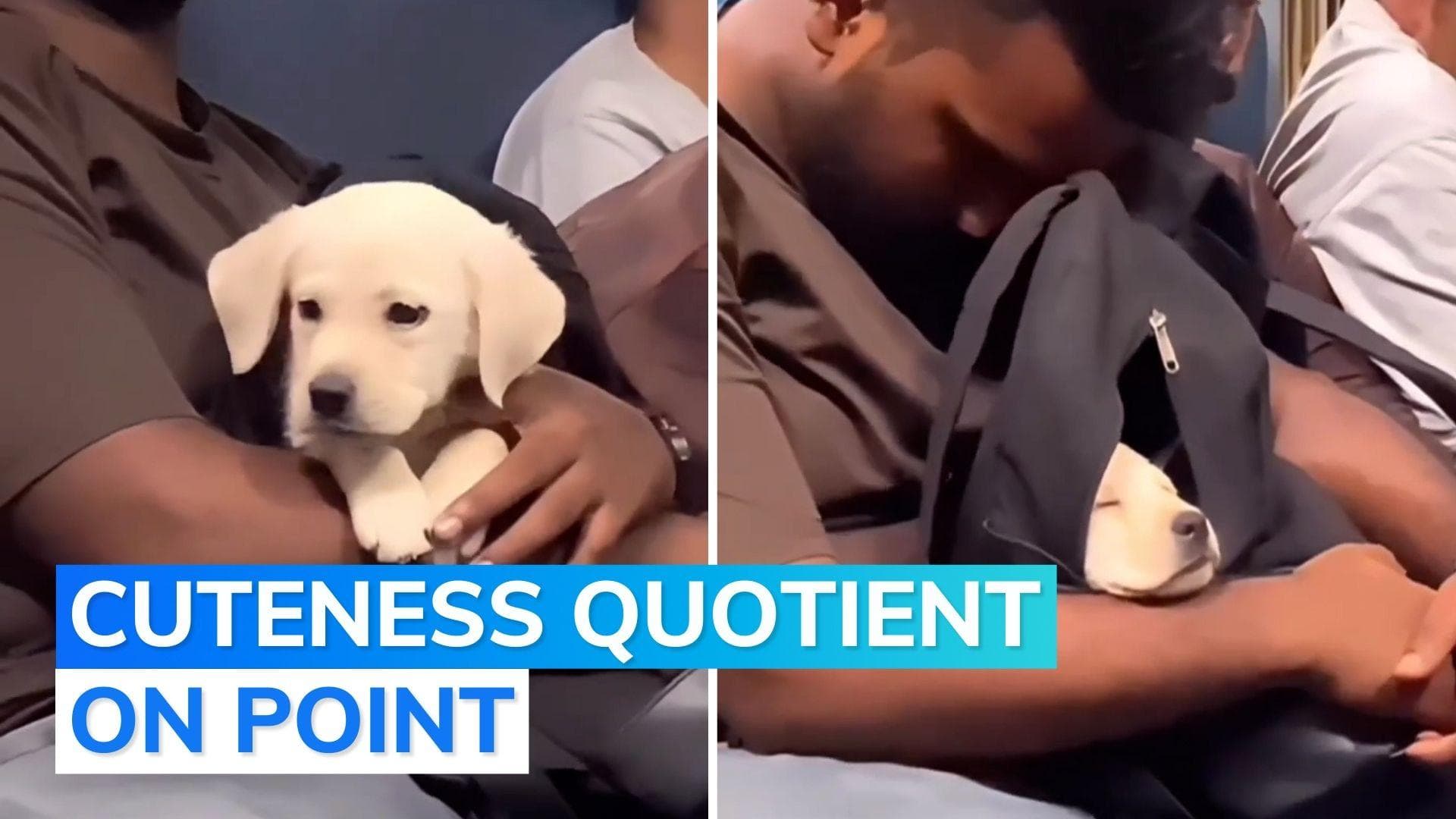 Watch: netizens go 'aww' seeing asleep puppy in backpack